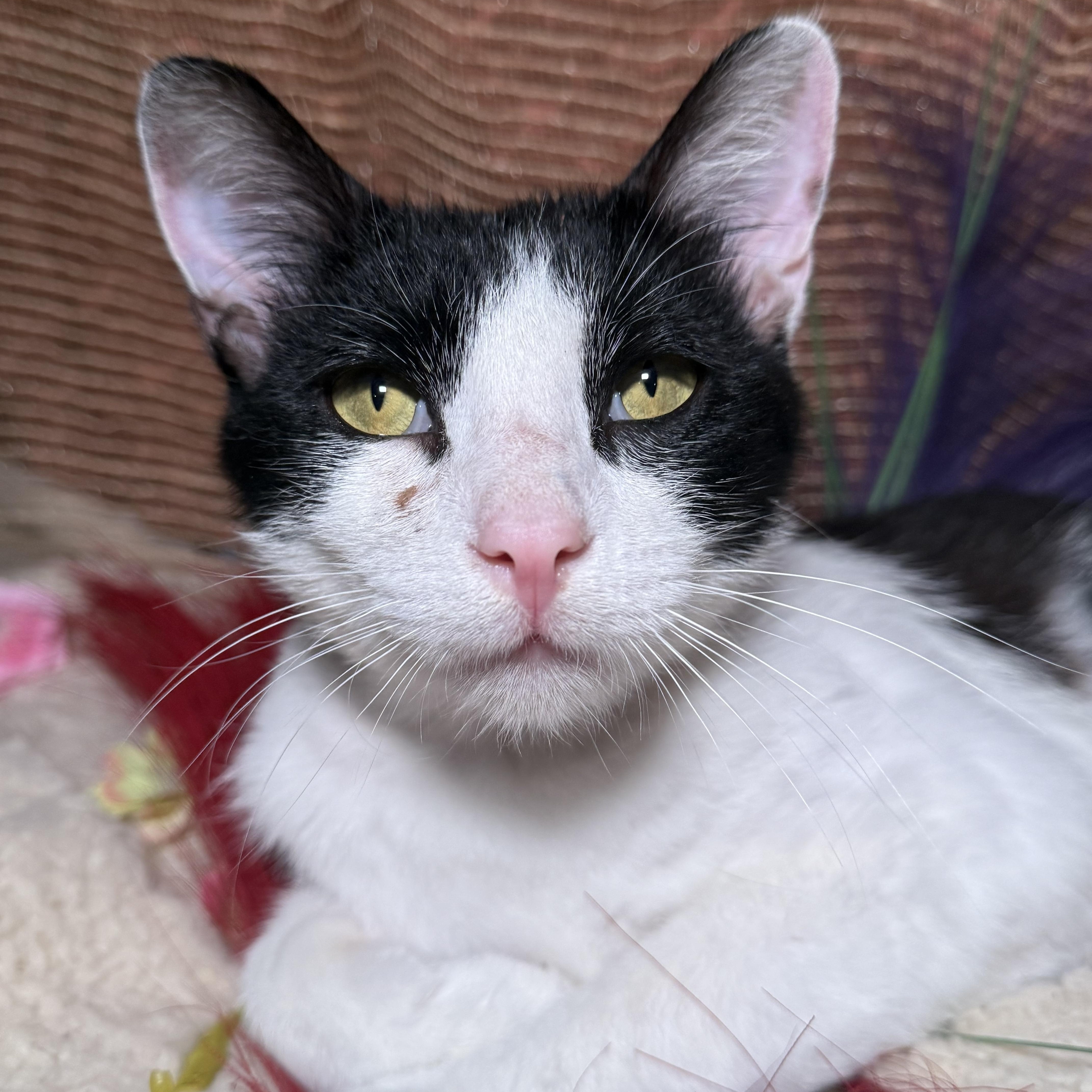 Enlarge Cognac - The Wobbly Kitty, an adopted Domestic Short Hair in Ocean Springs, MS image 4/4