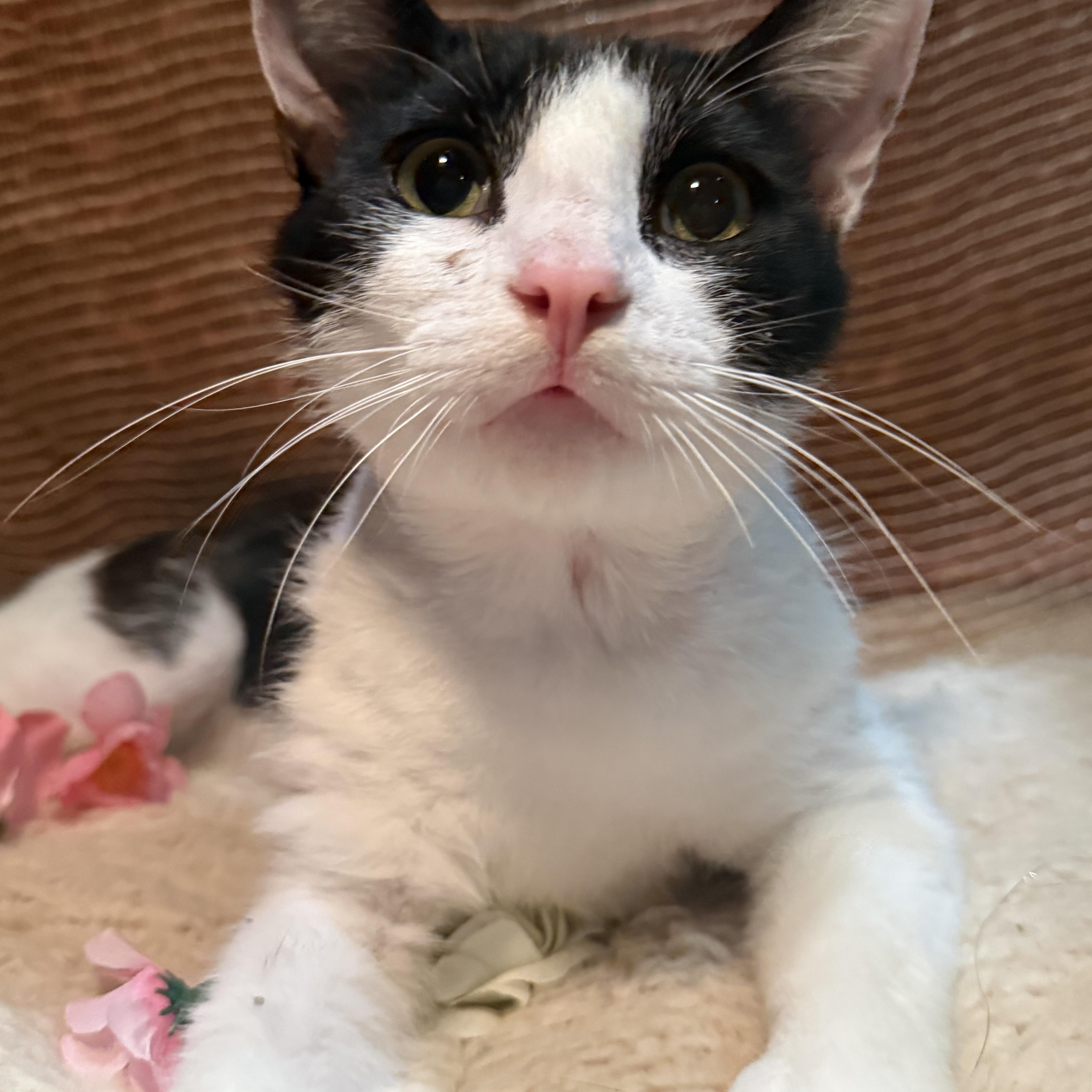 Cognac - The Wobbly Kitty, adopted, Young Male Domestic Short Hair.