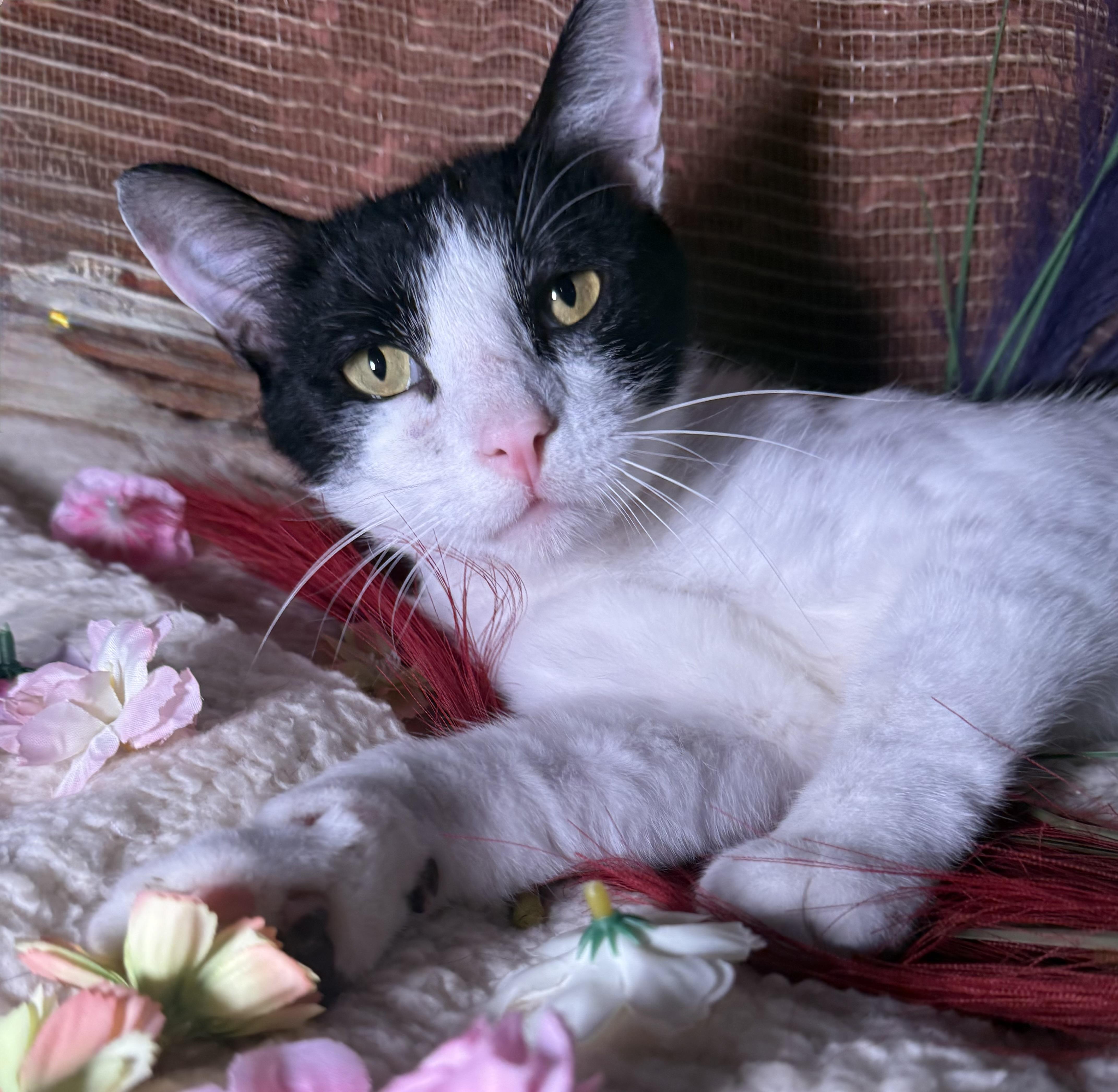 Enlarge Cognac - The Wobbly Kitty, an adopted Domestic Short Hair in Ocean Springs, MS image 2/4