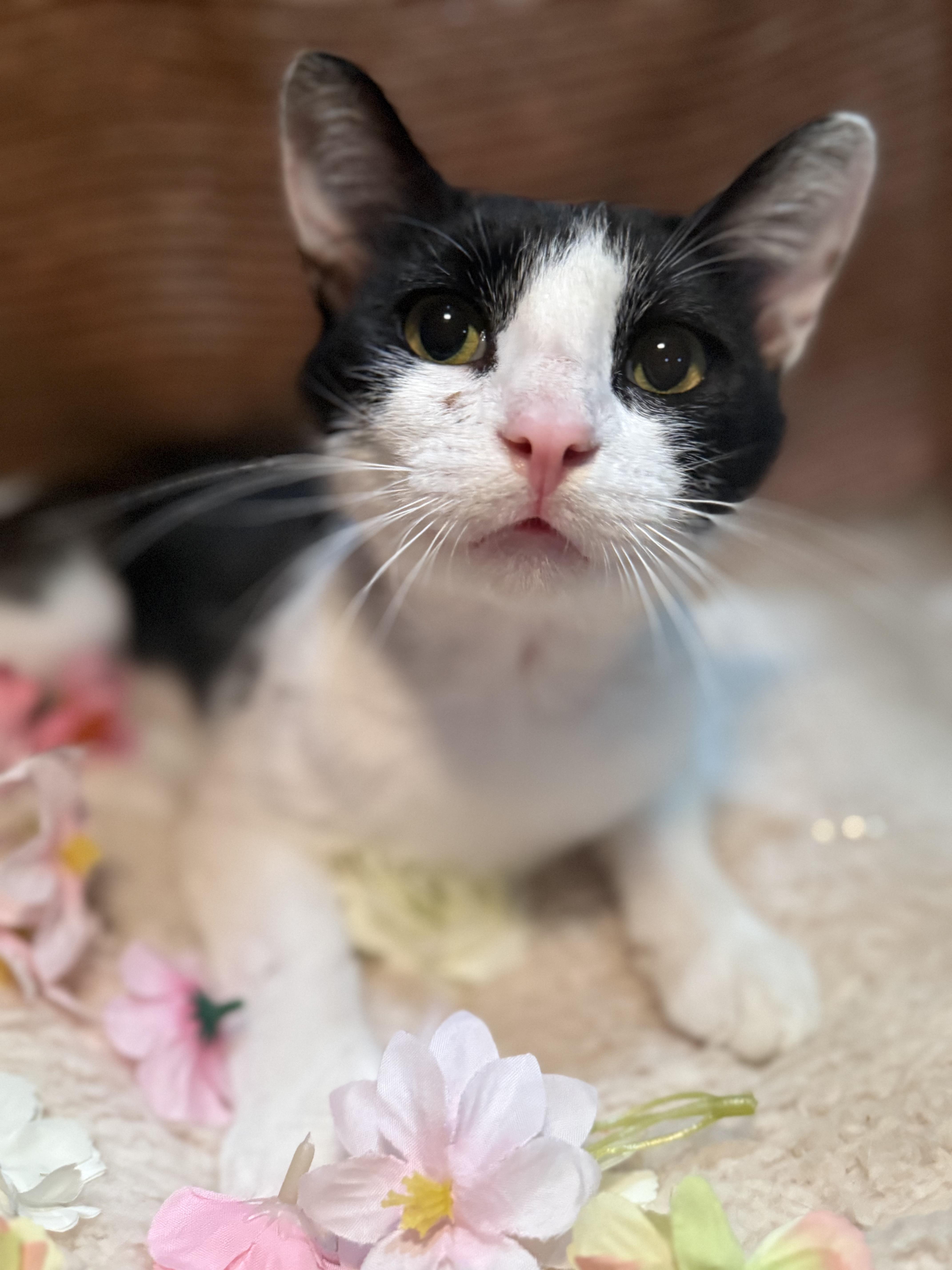 Enlarge Cognac - The Wobbly Kitty, an adopted Domestic Short Hair in Ocean Springs, MS image 3/4