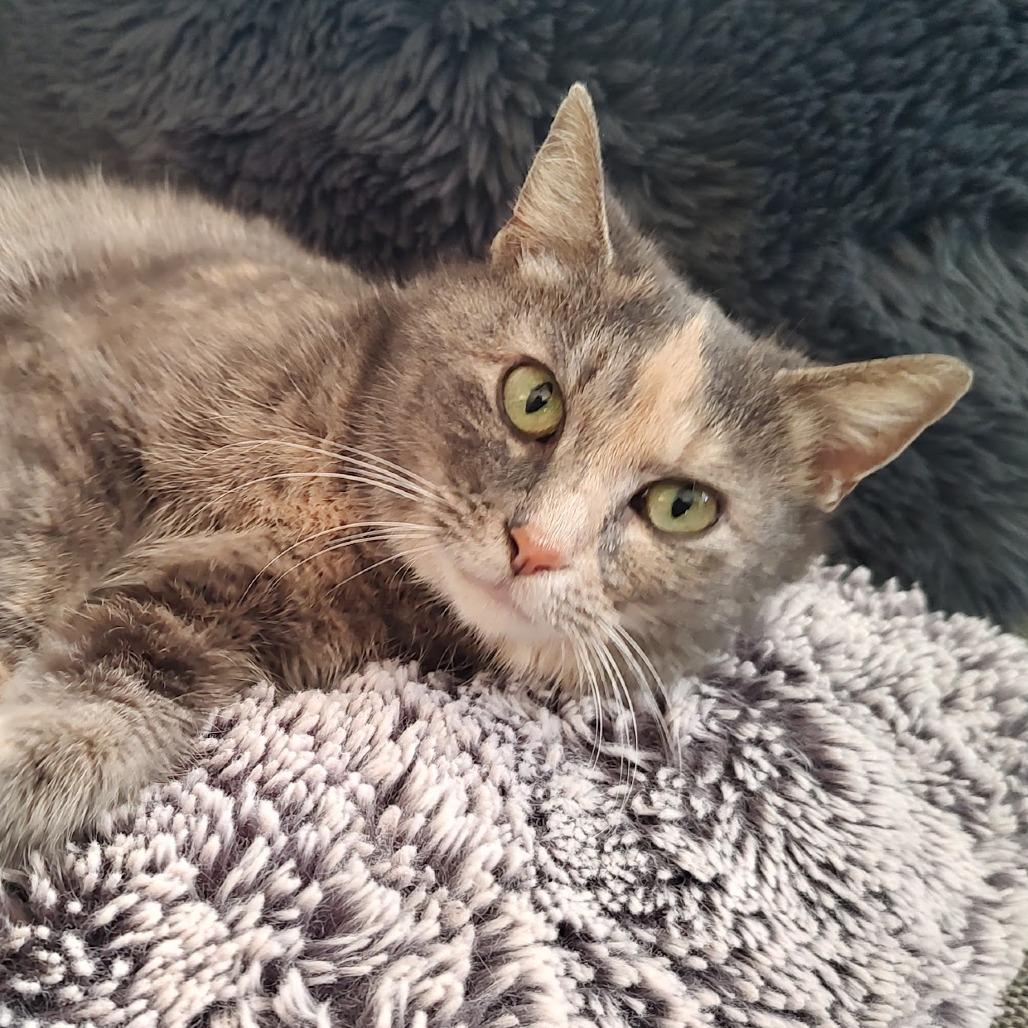 Millie — thumbnail 2