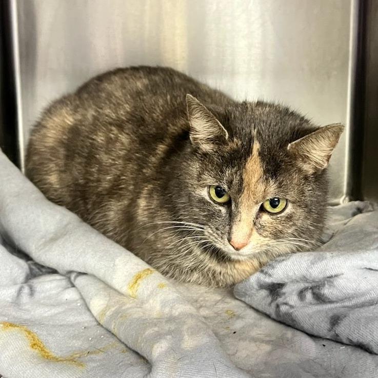 Millie — thumbnail 3