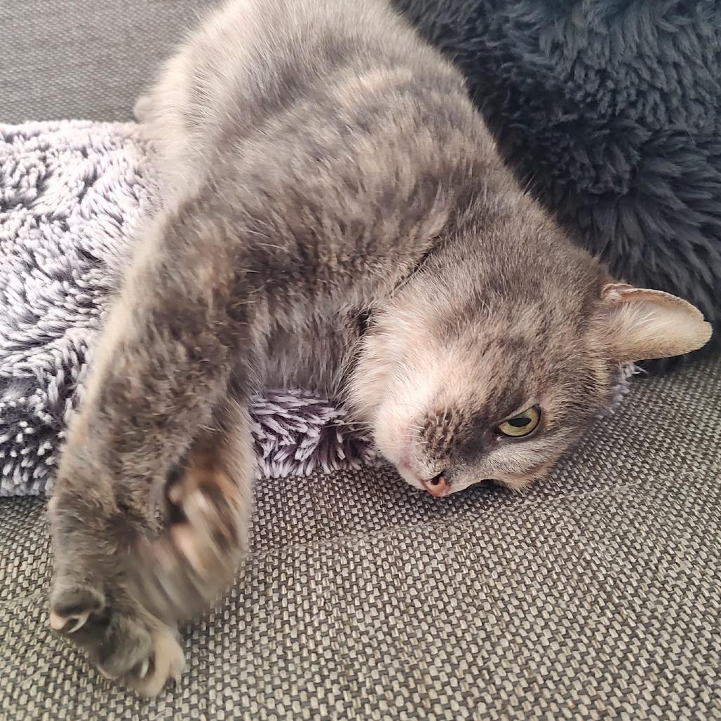 Millie — thumbnail 5