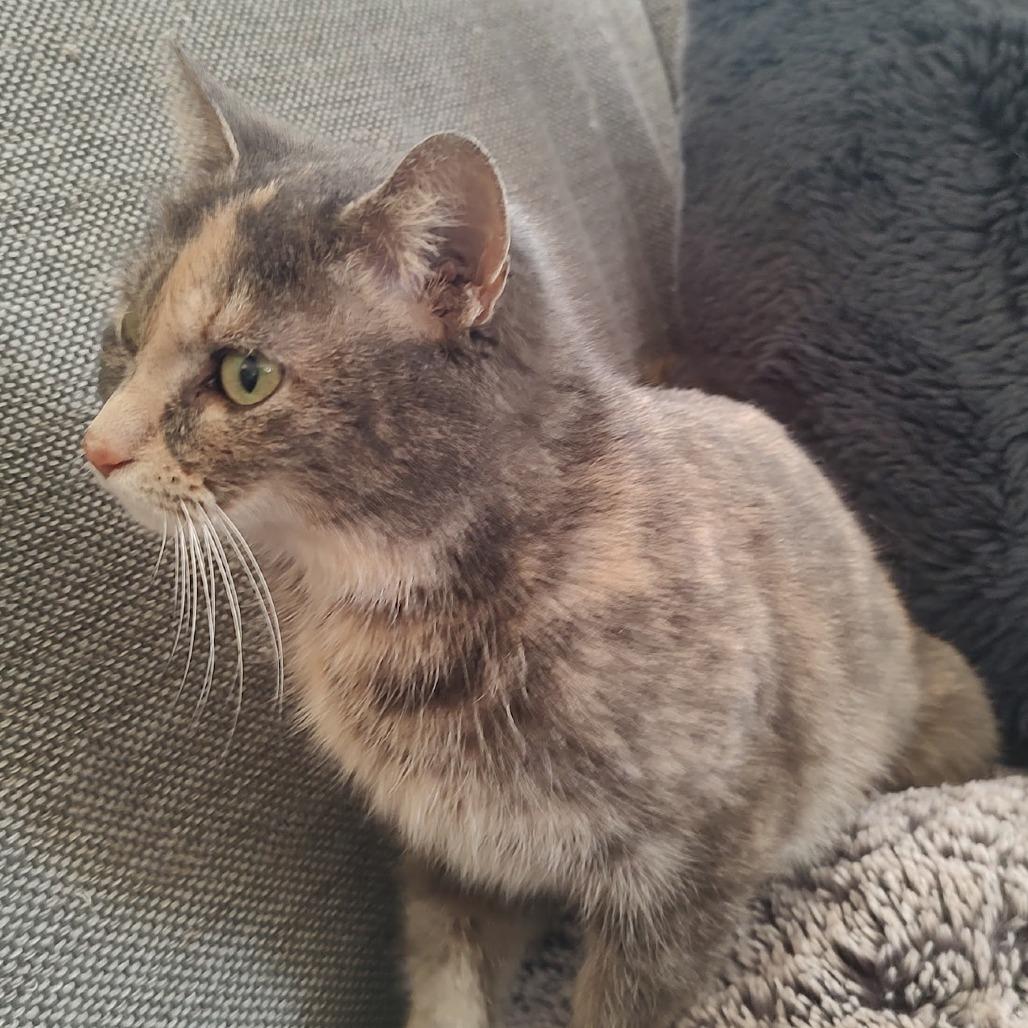 Millie — thumbnail 6