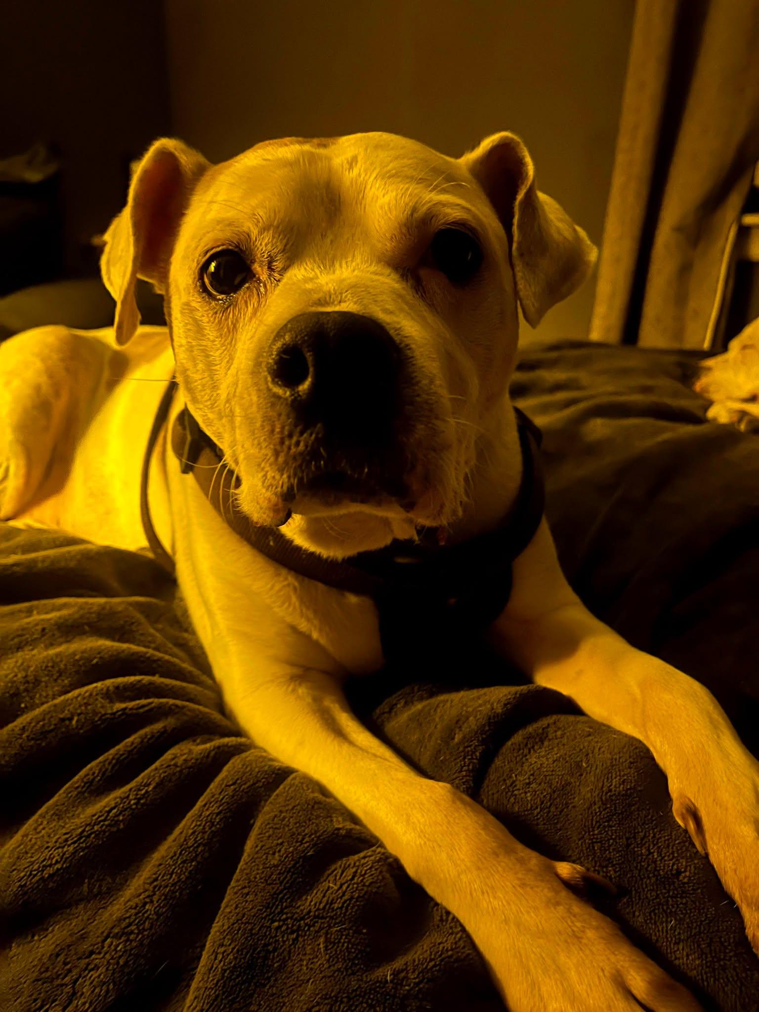 Enlarge Dolly, a Adopted mixed breed in Wantagh, NY image 5/6