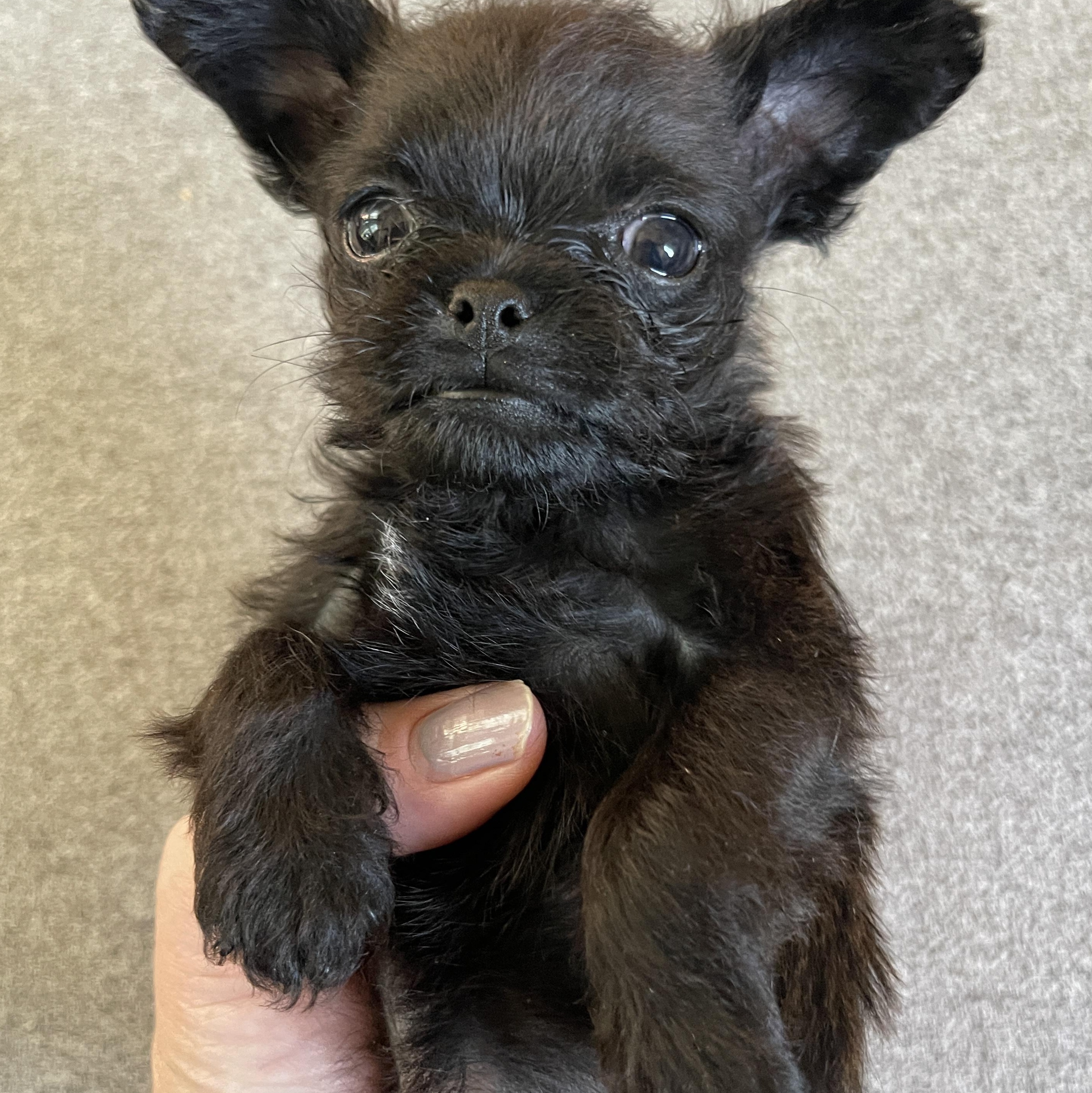 Enlarge Elliiot, an adopted mixed breed in Portland, OR image 4/4