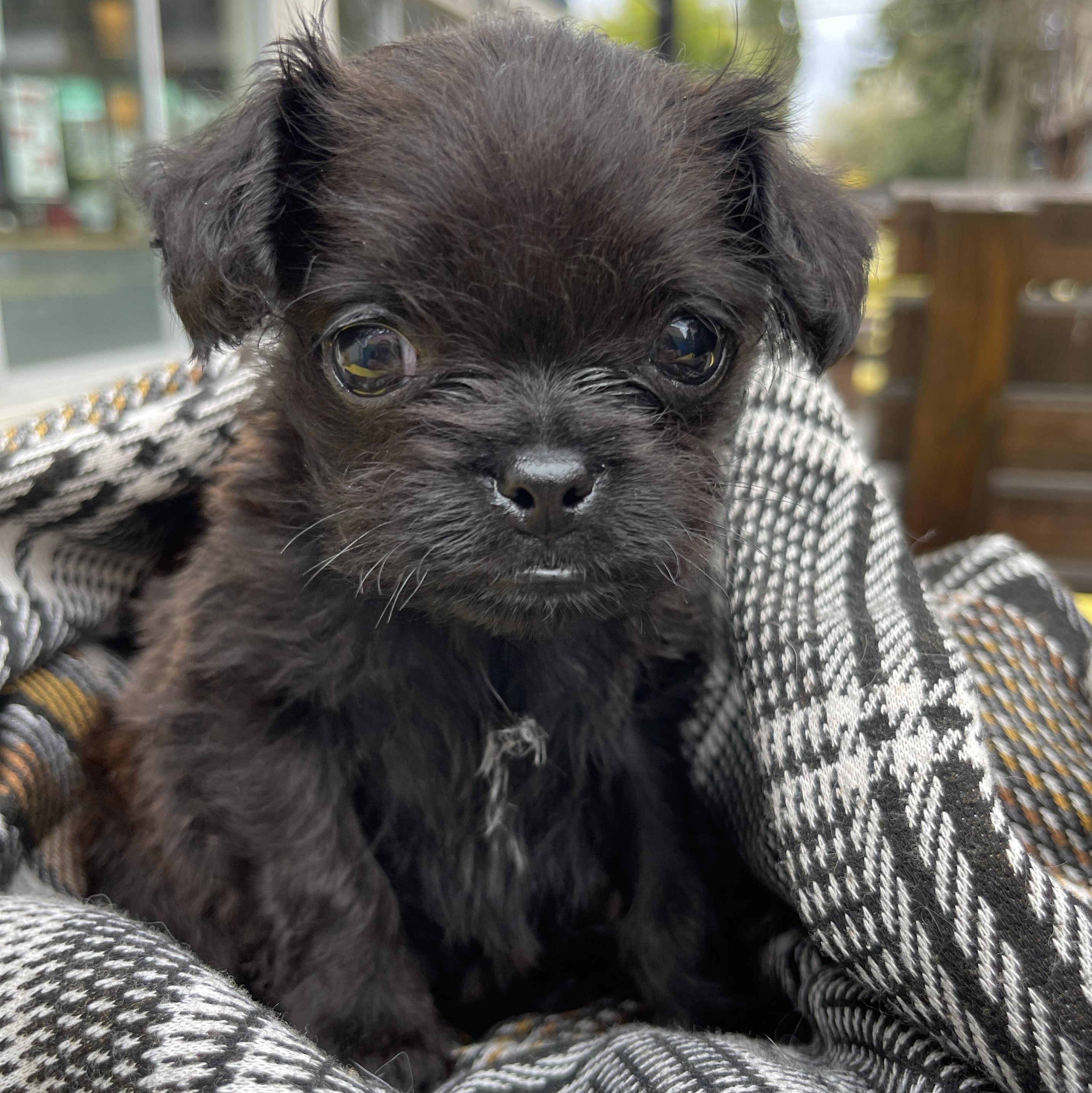 Elliiot, adopted, Puppy Female Pug.