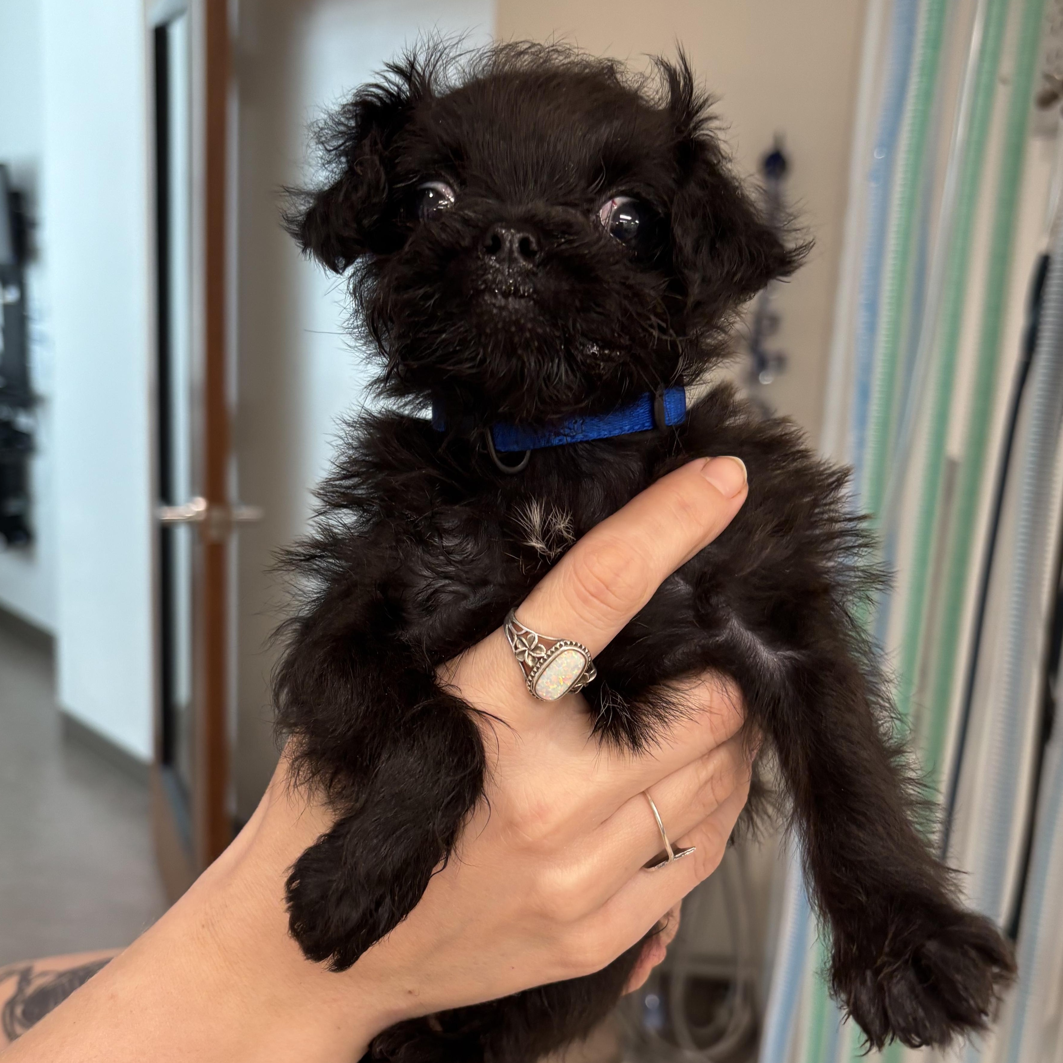 Enlarge Elliiot, an adopted mixed breed in Portland, OR image 3/4