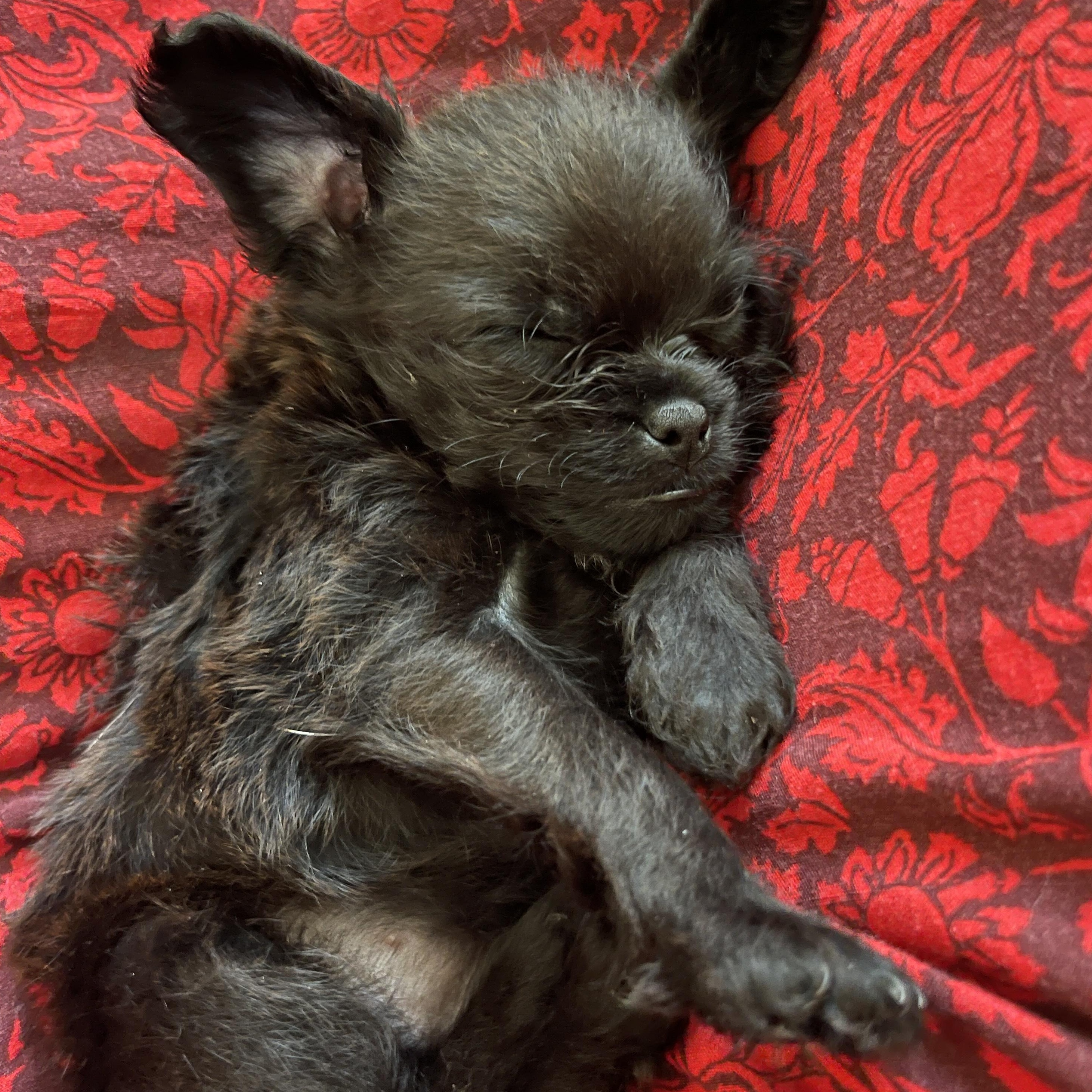 Enlarge Elliiot, an adopted mixed breed in Portland, OR image 2/4