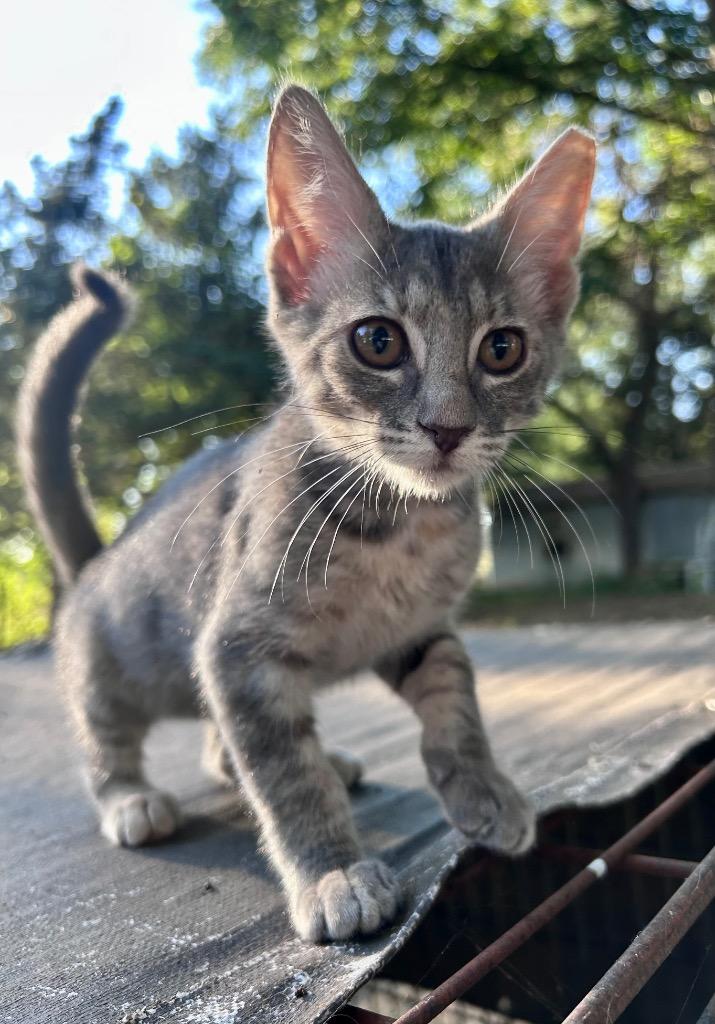 Gabby, Adoptable, Kitten Female Domestic Short Hair.
