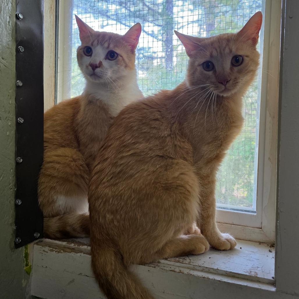 Hyde, Adoptable, Young Male Domestic Short Hair.