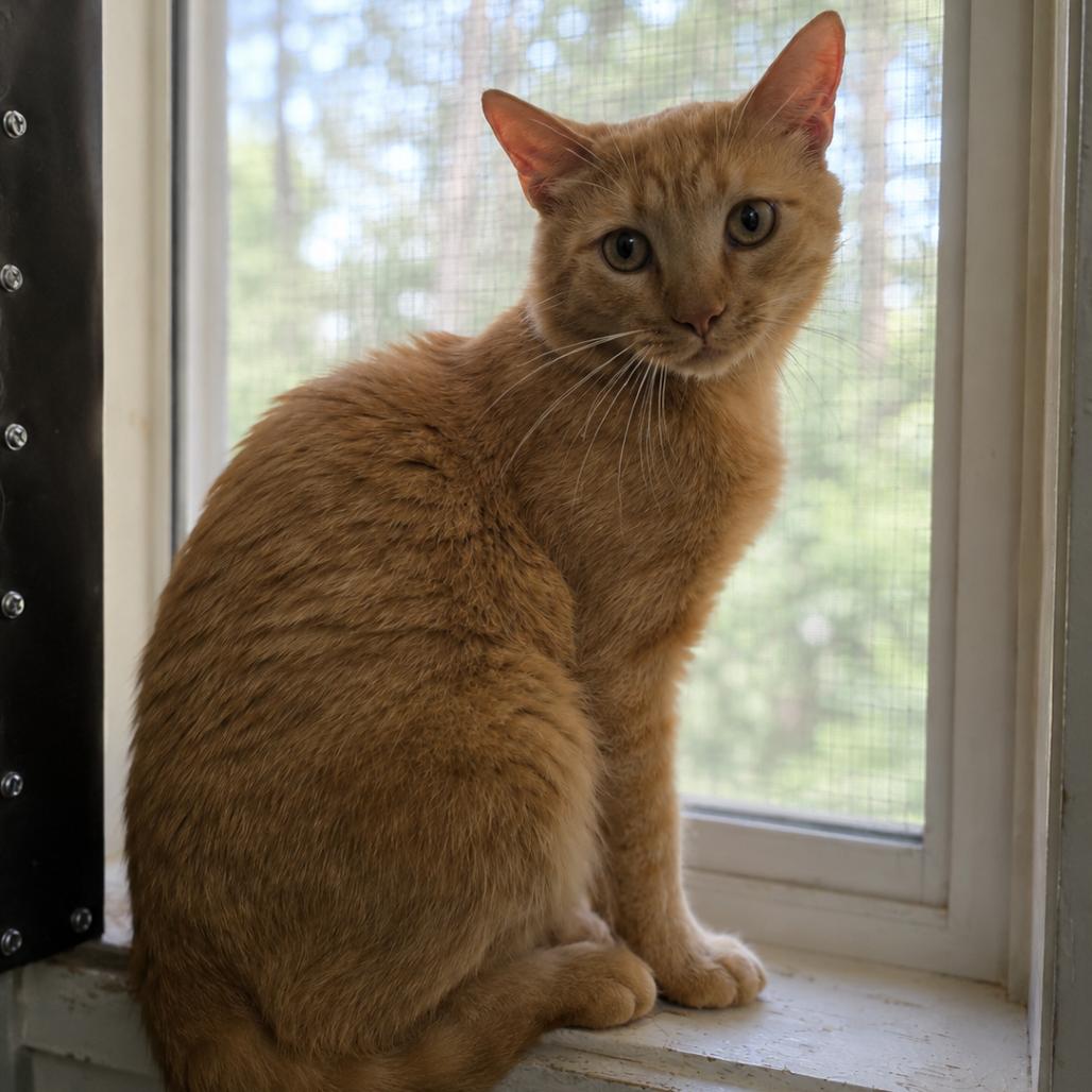 Hyde, a Adoptable Domestic Short Hair in Eureka Springs, AR image 2/2