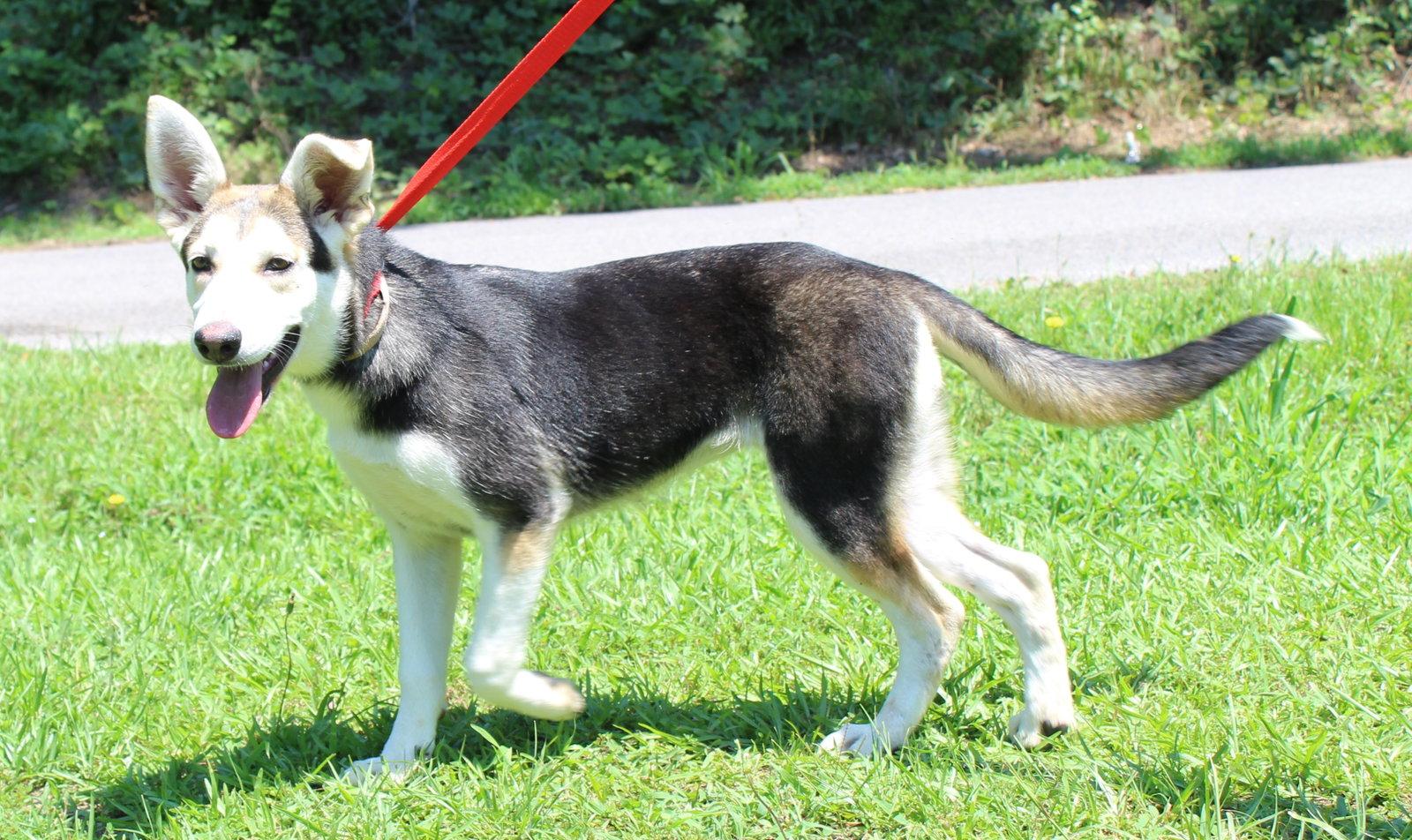 Lou 43436, Adoptable, Young Female Husky.