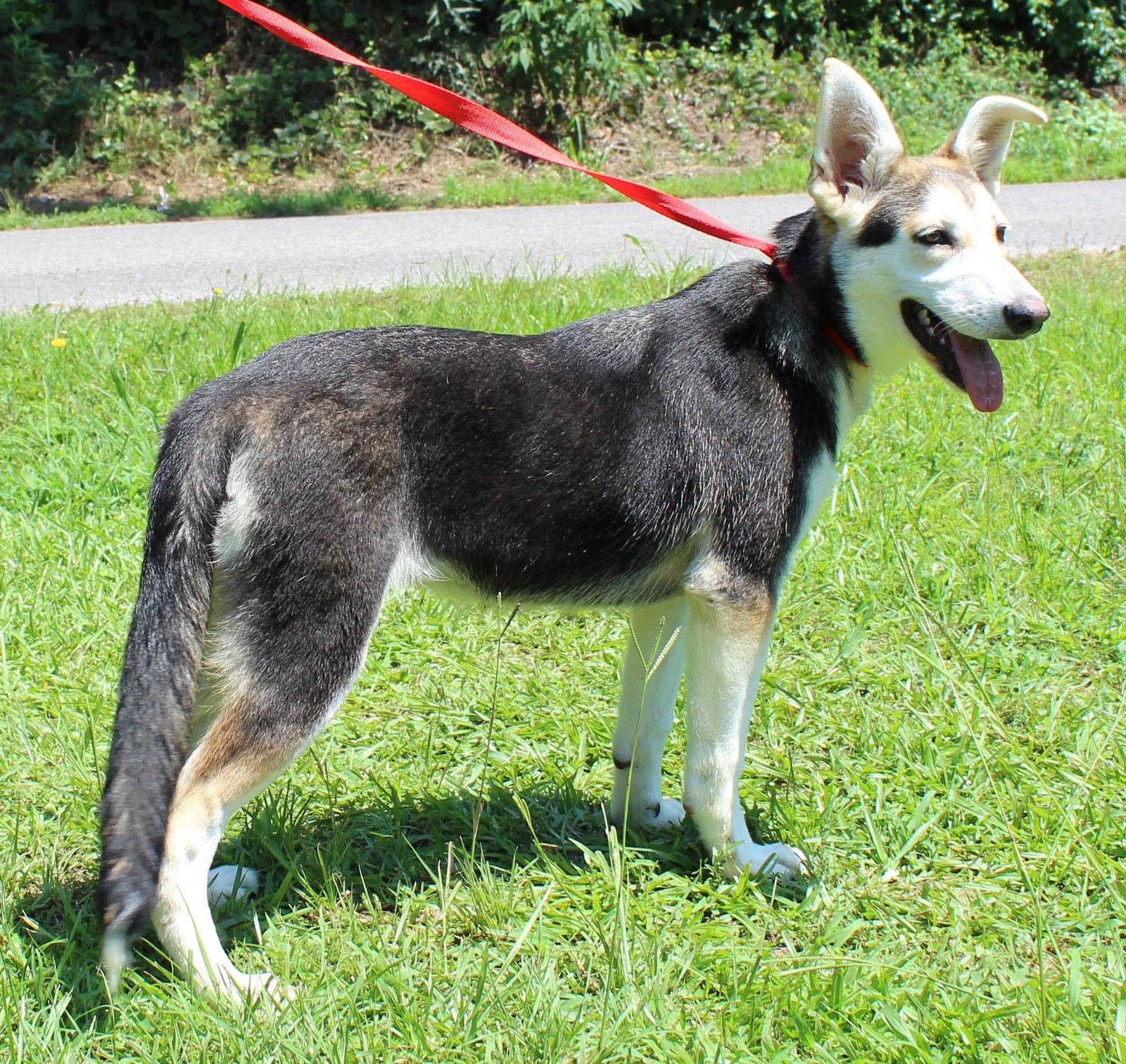 Enlarge Lou 43436, a Adoptable Husky in Prattville, AL image 2/3