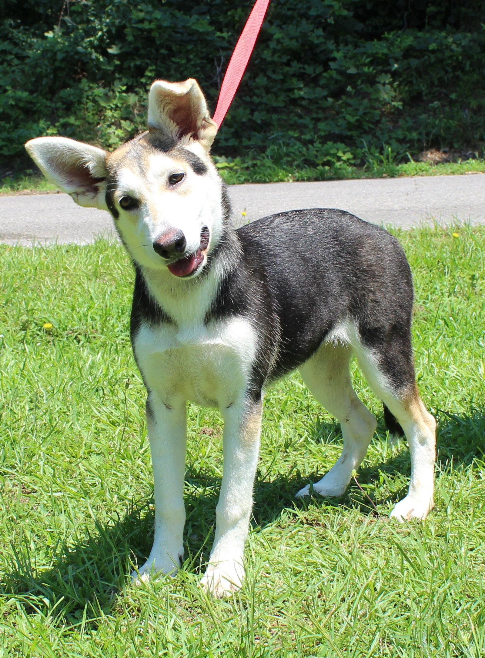 Enlarge Lou 43436, a Adoptable Husky in Prattville, AL image 3/3