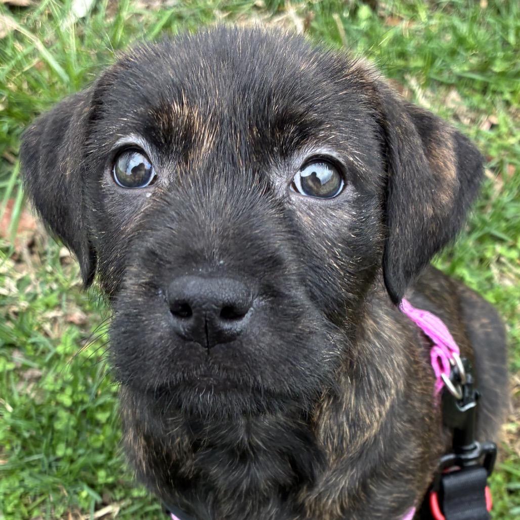 Zara, Adoptable, Puppy Female Boxer & Labrador Retriever.
