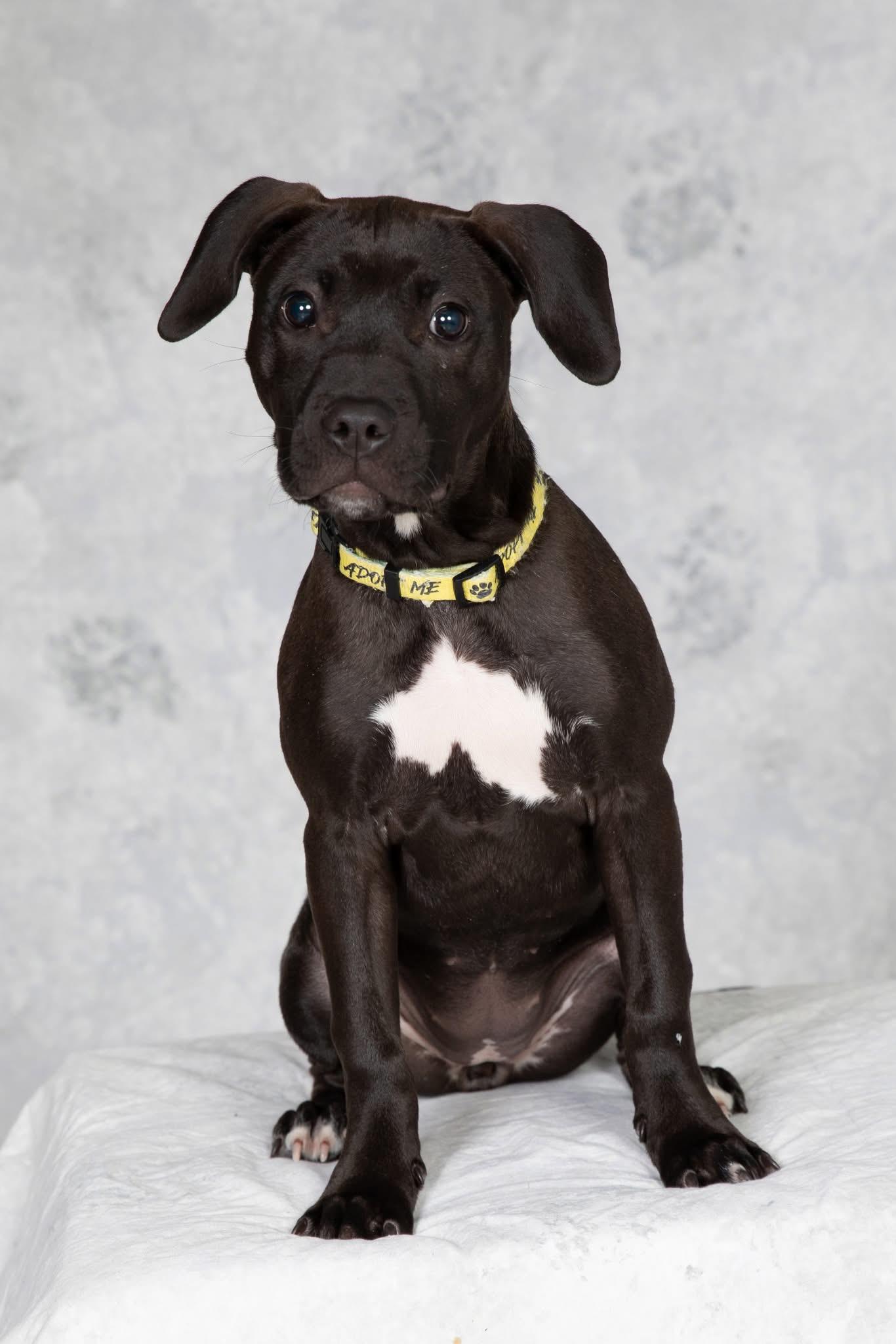 Enlarge Hummingbird, a ADOPTABLE mixed breed in Oceanport, NJ image 3/4