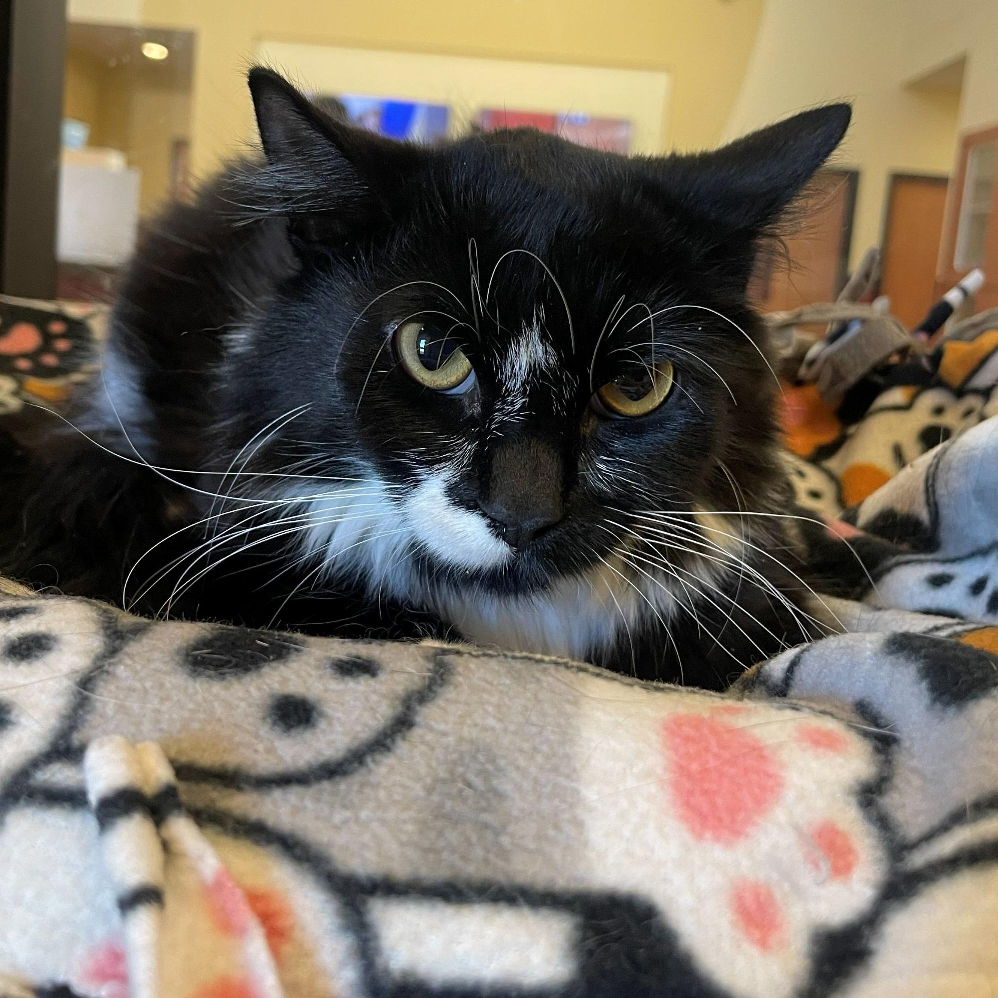 Enlarge Kate, a Adoptable Domestic Medium Hair in Rochester, MN image 1/1