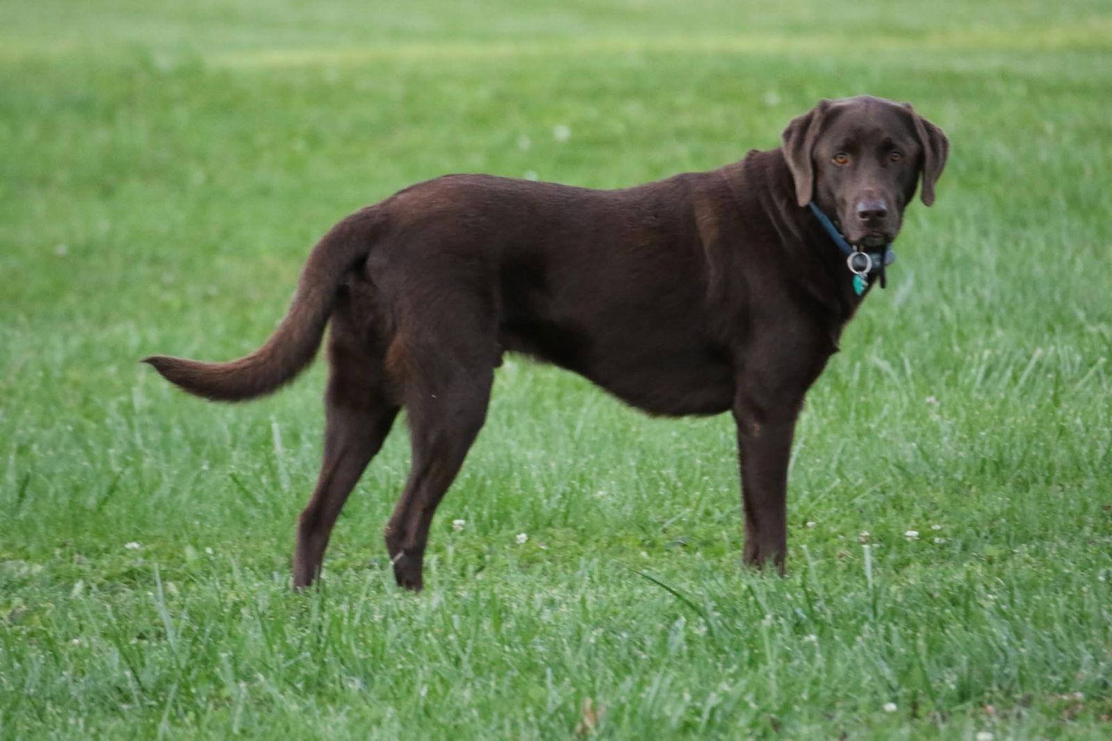 DYSEN, a Adoptable Chocolate Labrador Retriever in Amherst, OH image 1/3