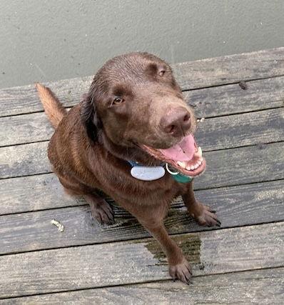 DYSEN, a Adoptable Chocolate Labrador Retriever in Amherst, OH image 2/3