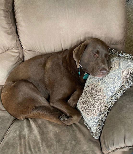 DYSEN, a Adoptable Chocolate Labrador Retriever in Amherst, OH image 3/3