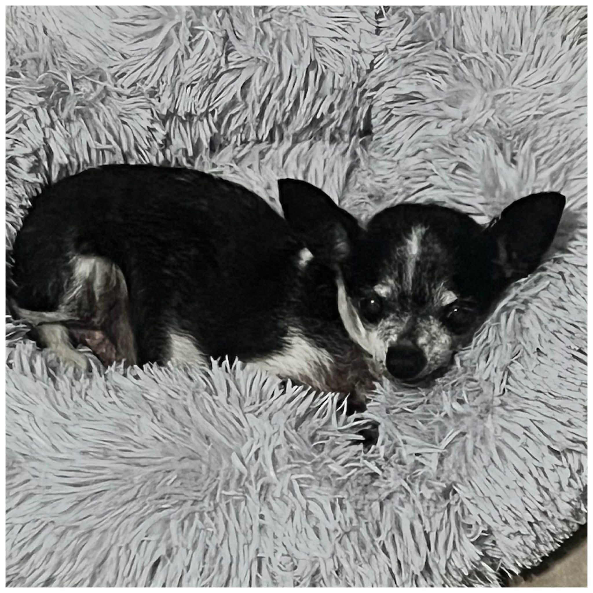 Enlarge Wallie , a ADOPTABLE Chihuahua in Clovis, CA image 2/4