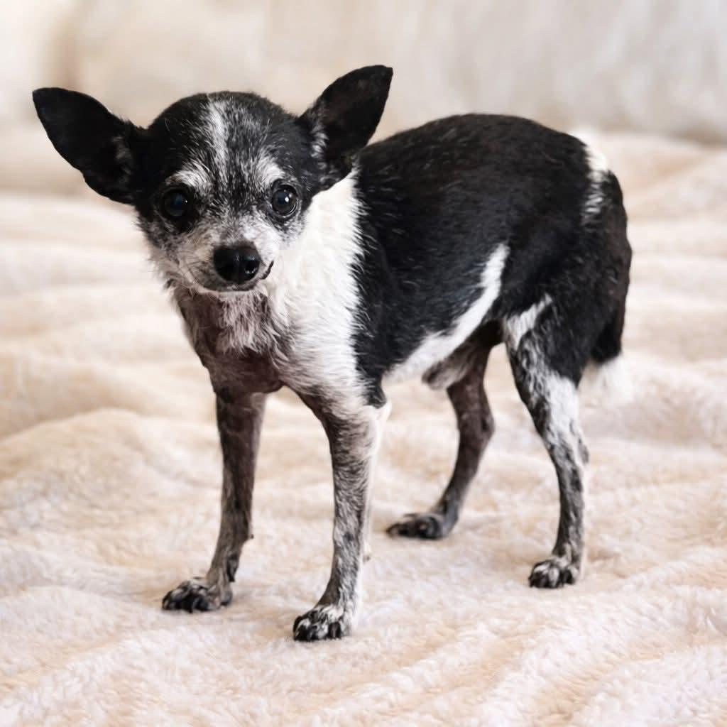 Wallie , ADOPTABLE, Senior Male Chihuahua.