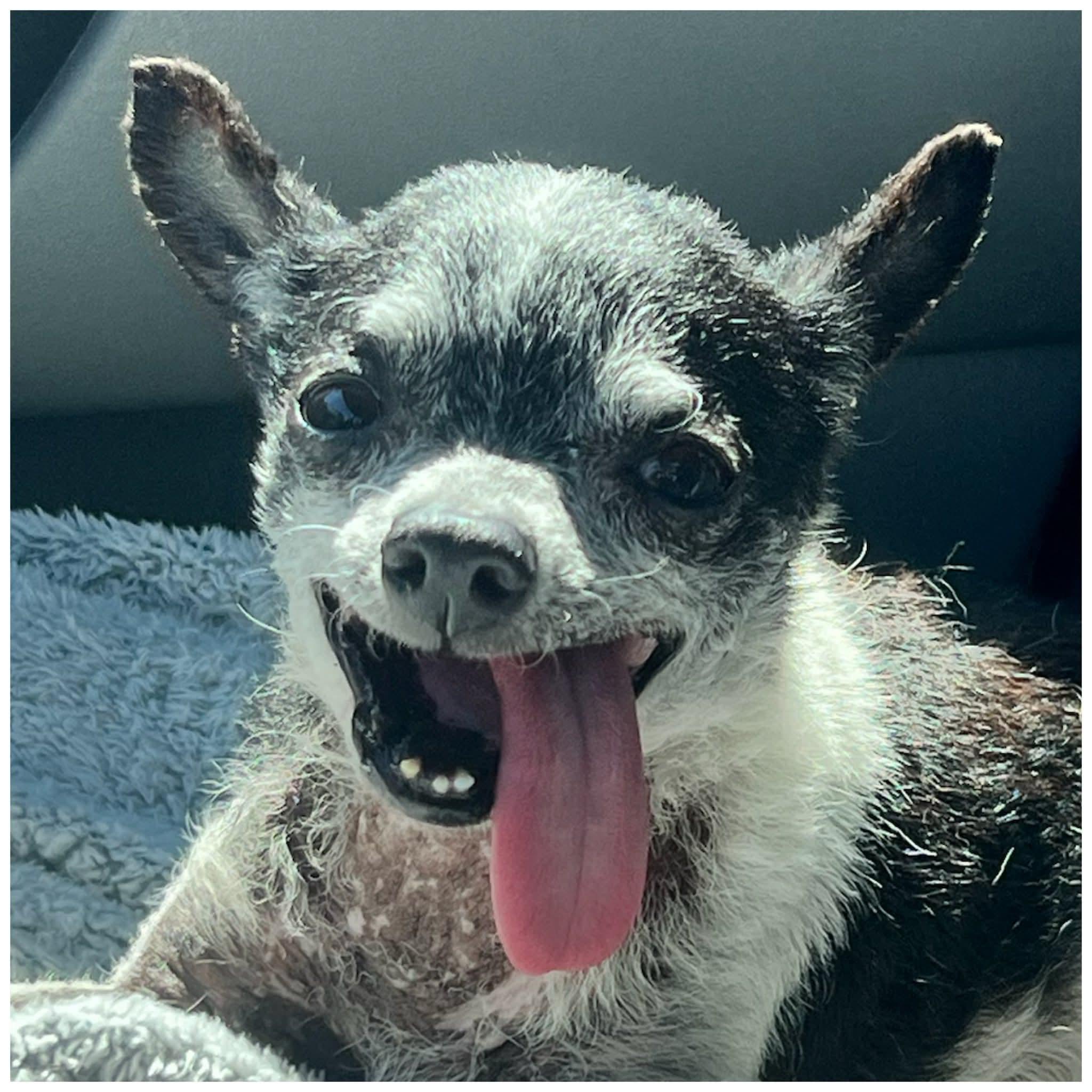 Enlarge Wallie , a ADOPTABLE Chihuahua in Clovis, CA image 4/4