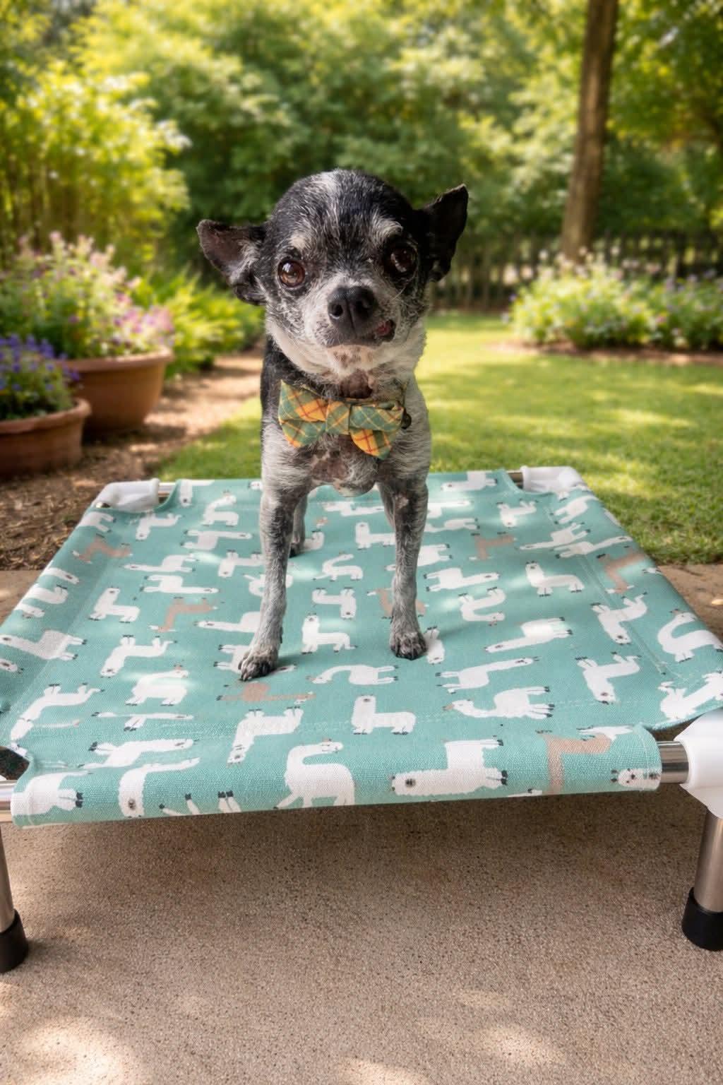 Enlarge Wallie , a ADOPTABLE Chihuahua in Clovis, CA image 3/4