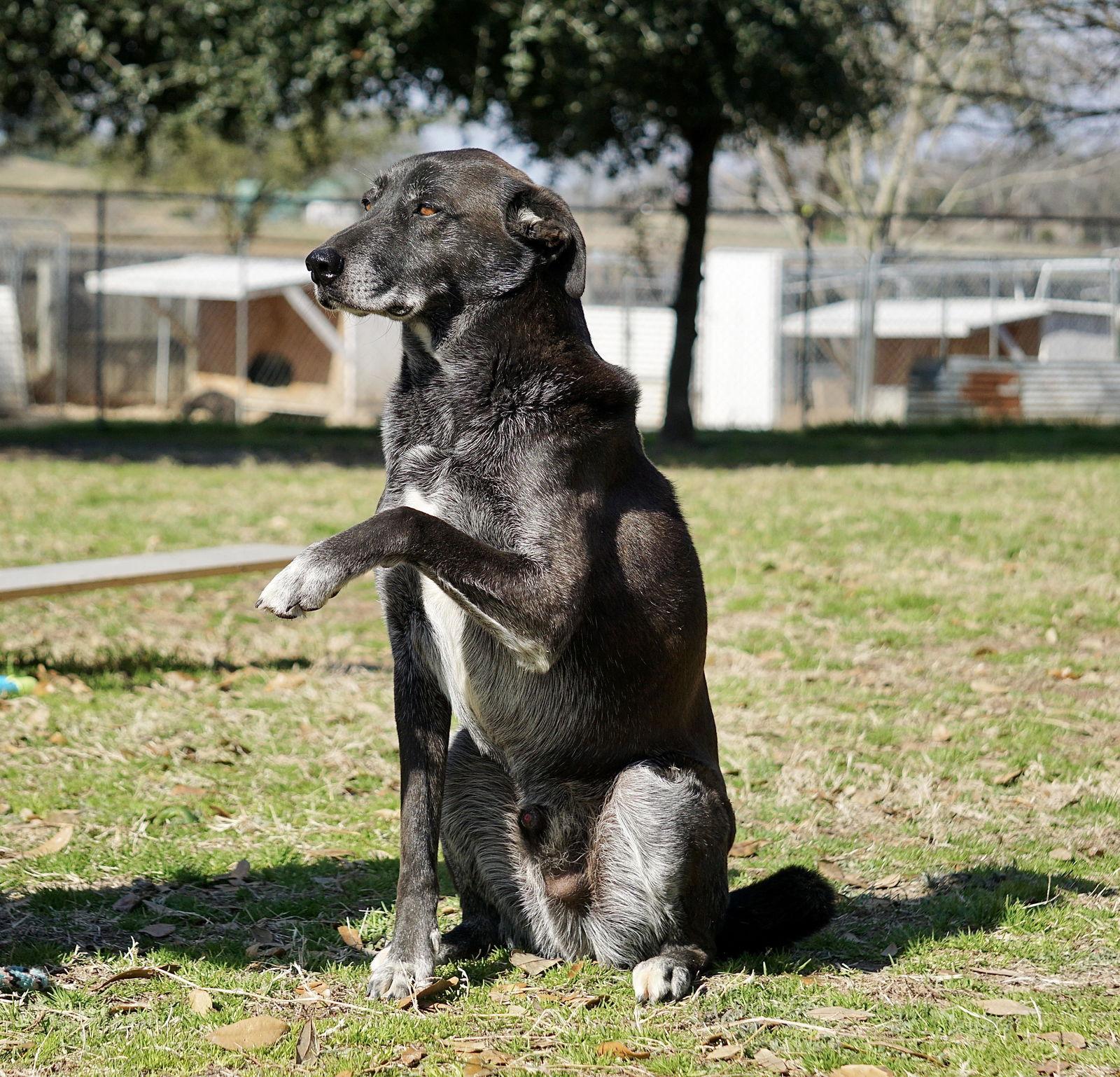 Enlarge Banjo, a Adoptable Border Collie in Gun Barrel City, TX image 1/6