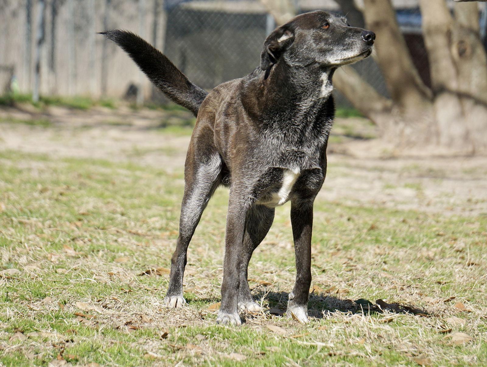 Banjo, a Adoptable Border Collie in Gun Barrel City, TX image 1/6
