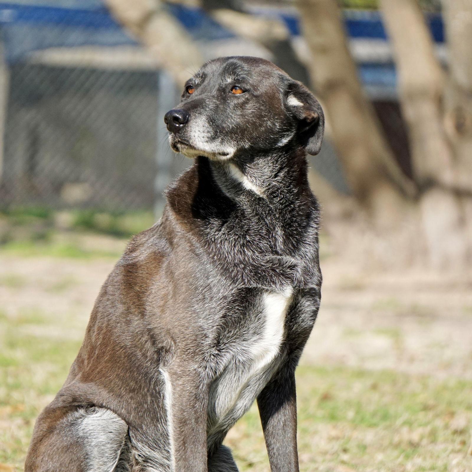 Banjo, a Adoptable Border Collie in Gun Barrel City, TX image 2/6