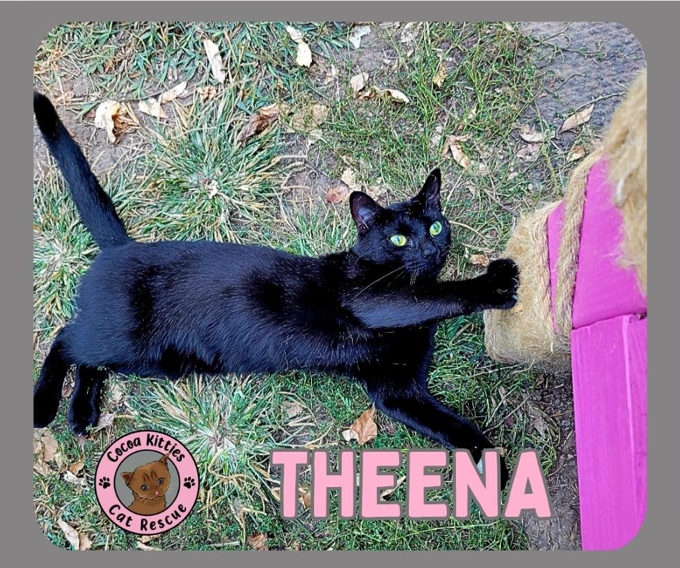 Theena, a Adoptable mixed breed in Hershey, PA image 1/6