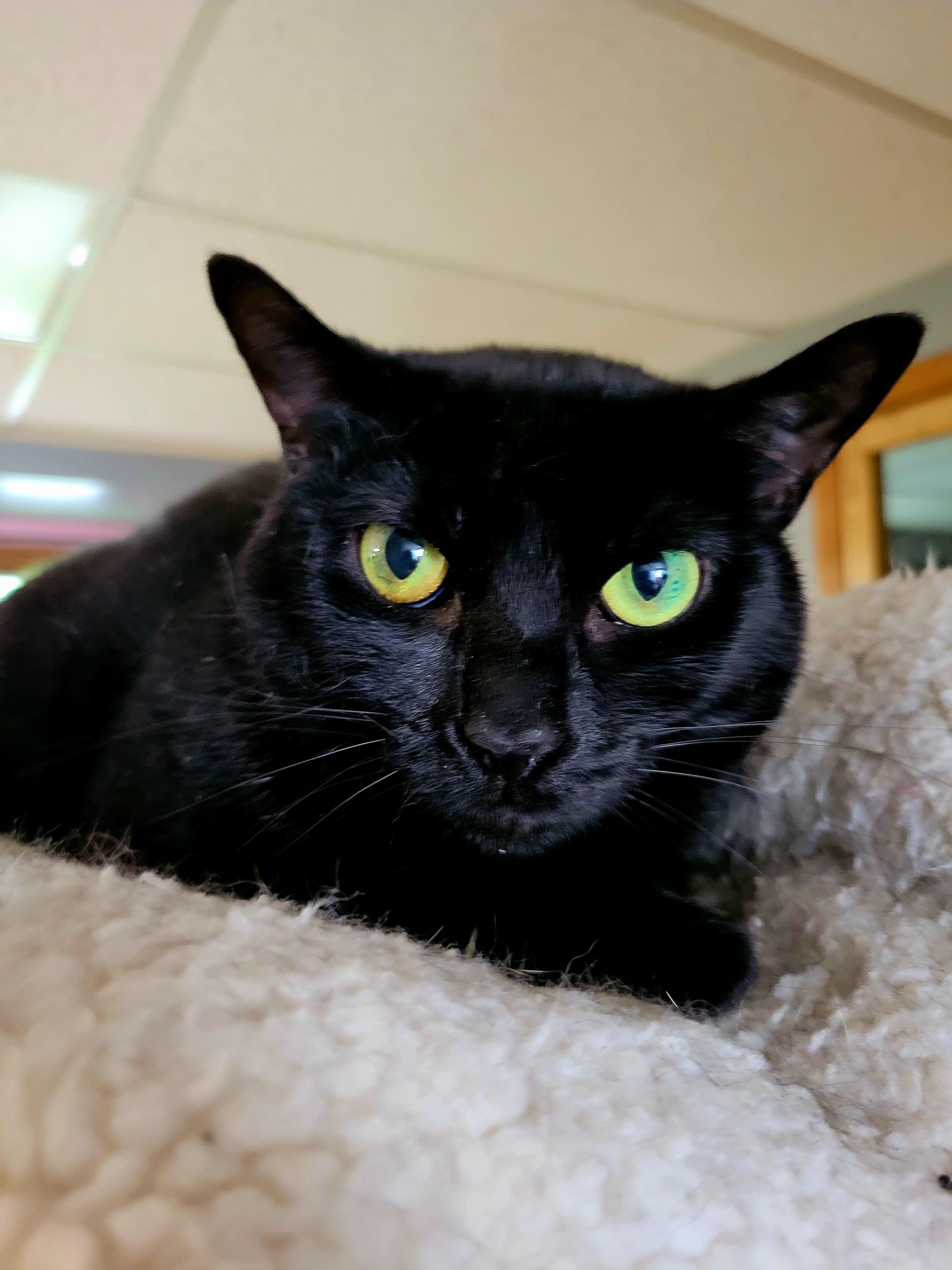 Theena, a Adoptable mixed breed in Hershey, PA image 2/5