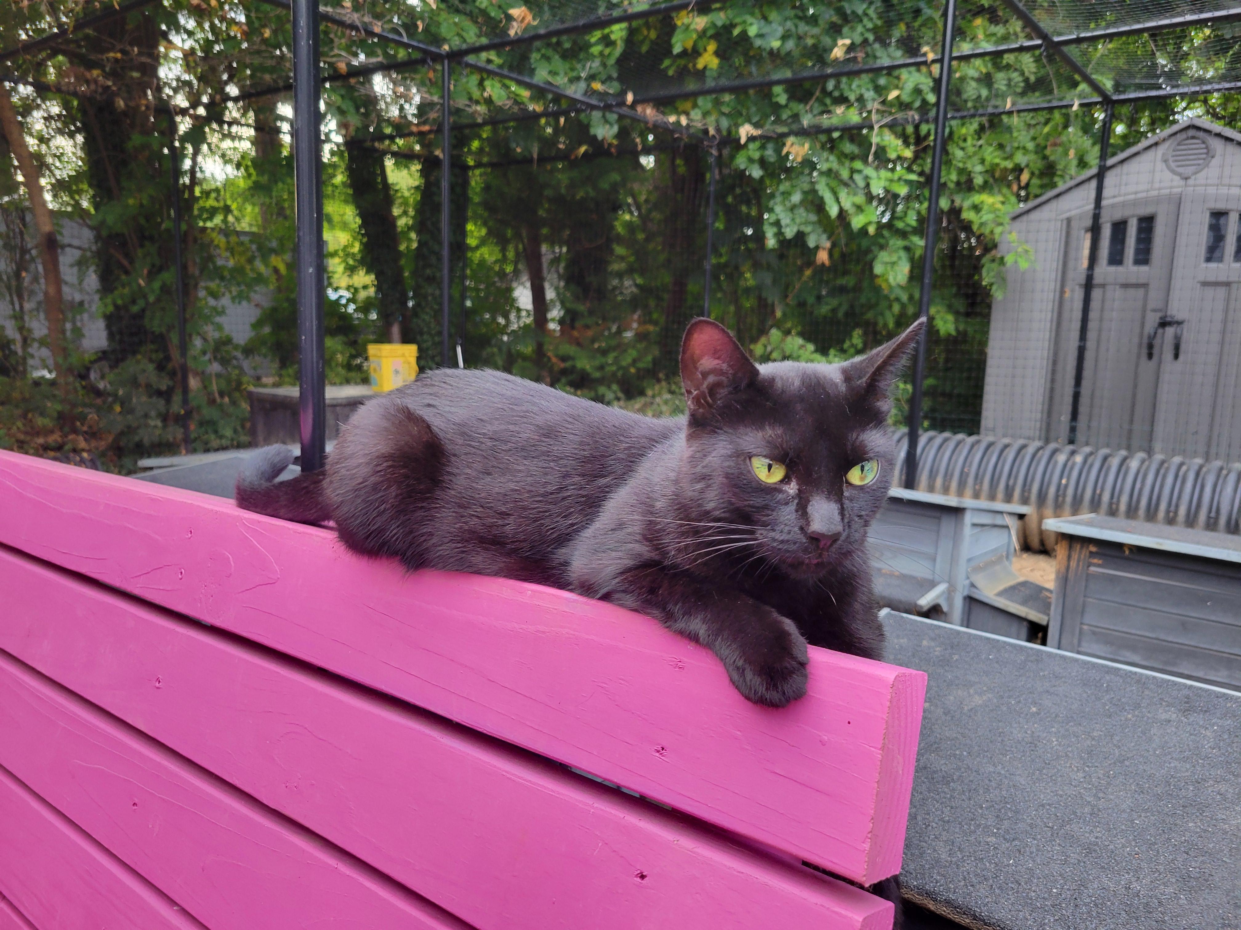 Theena, a Adoptable mixed breed in Hershey, PA image 4/5