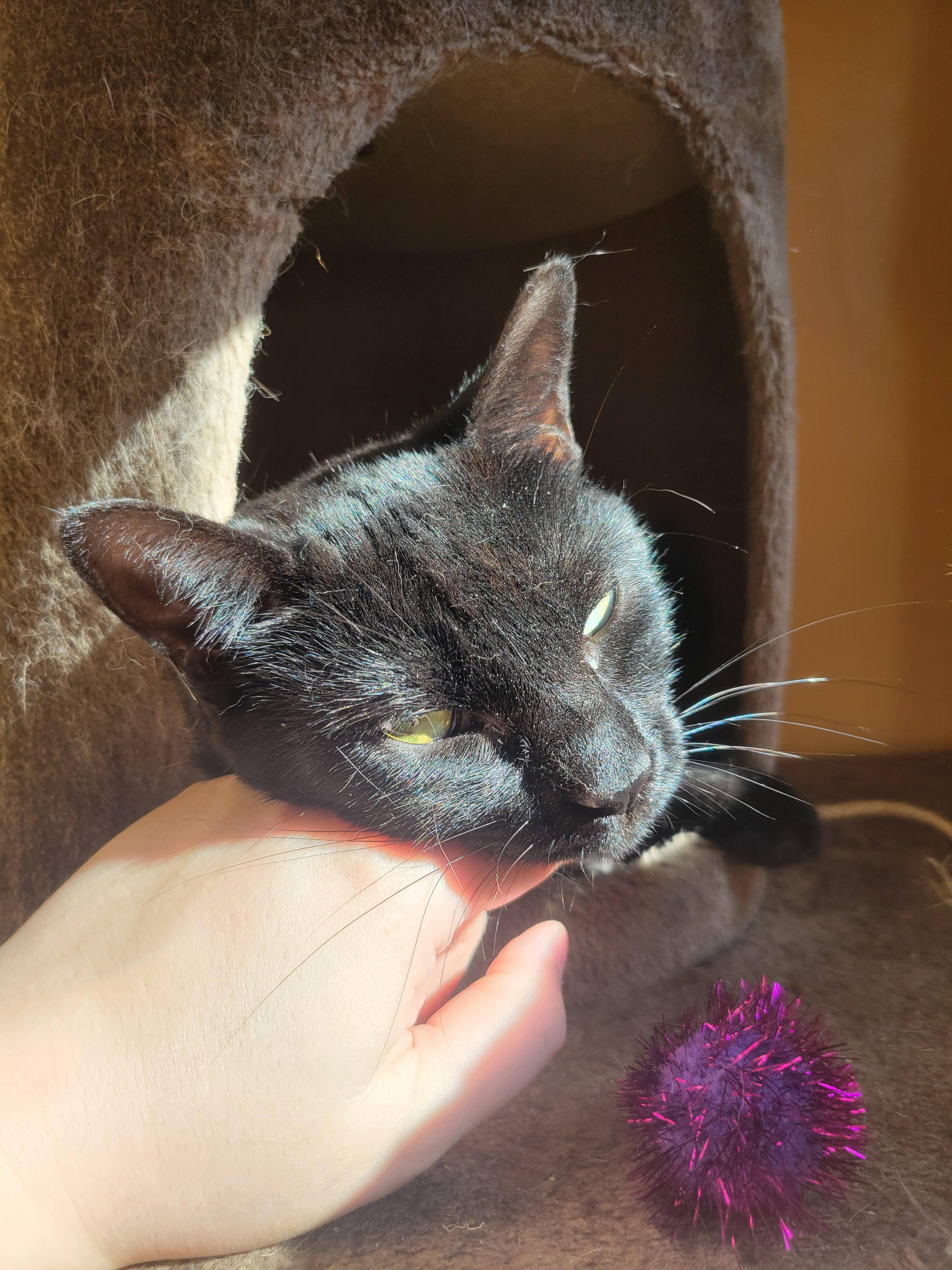 Theena, a Adoptable mixed breed in Hershey, PA image 4/6