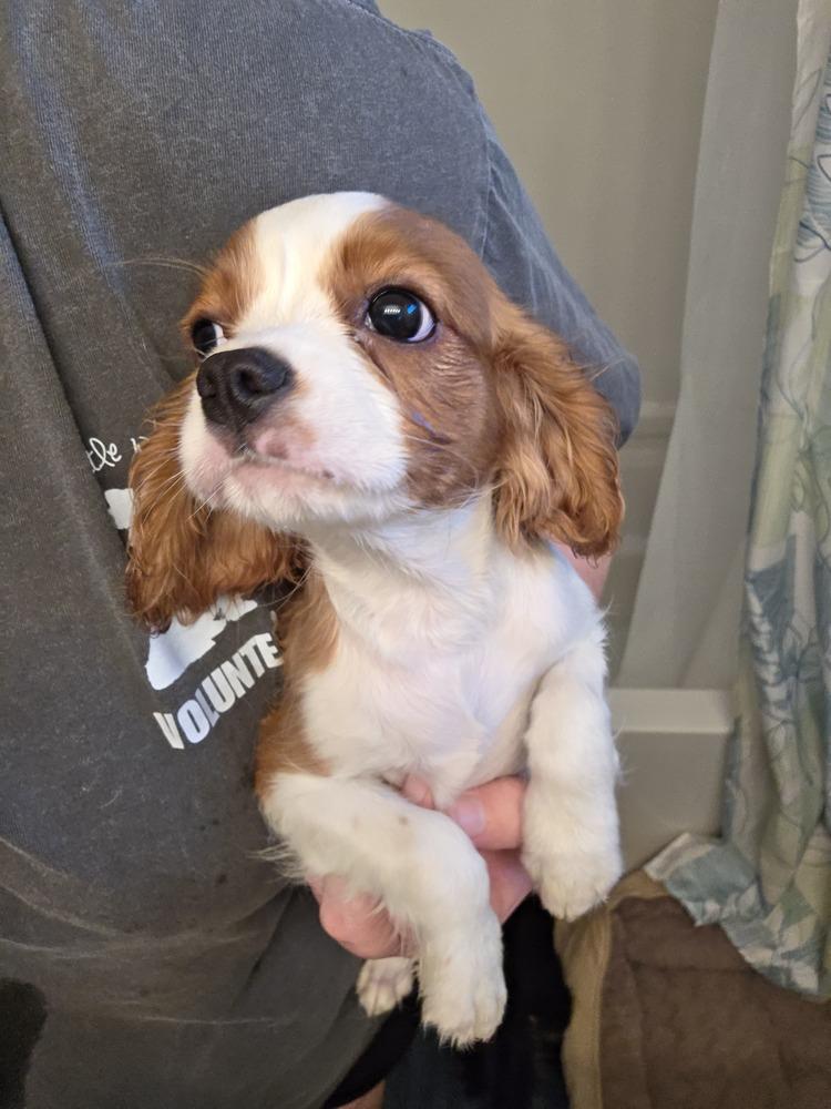 Cavalier- Marx, Adoptable, Puppy Male Cavalier King Charles Spaniel.