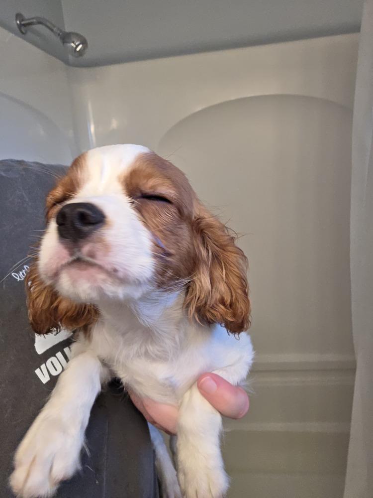 Enlarge Cavalier- Marx, a Adoptable Cavalier King Charles Spaniel in Omaha, NE image 2/3