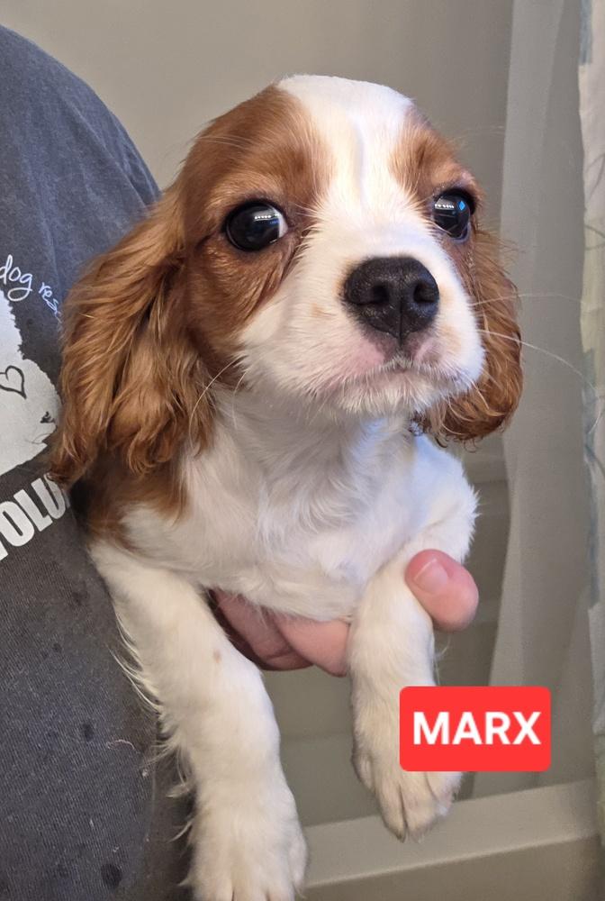 Enlarge Cavalier- Marx, a Adoptable Cavalier King Charles Spaniel in Omaha, NE image 3/3