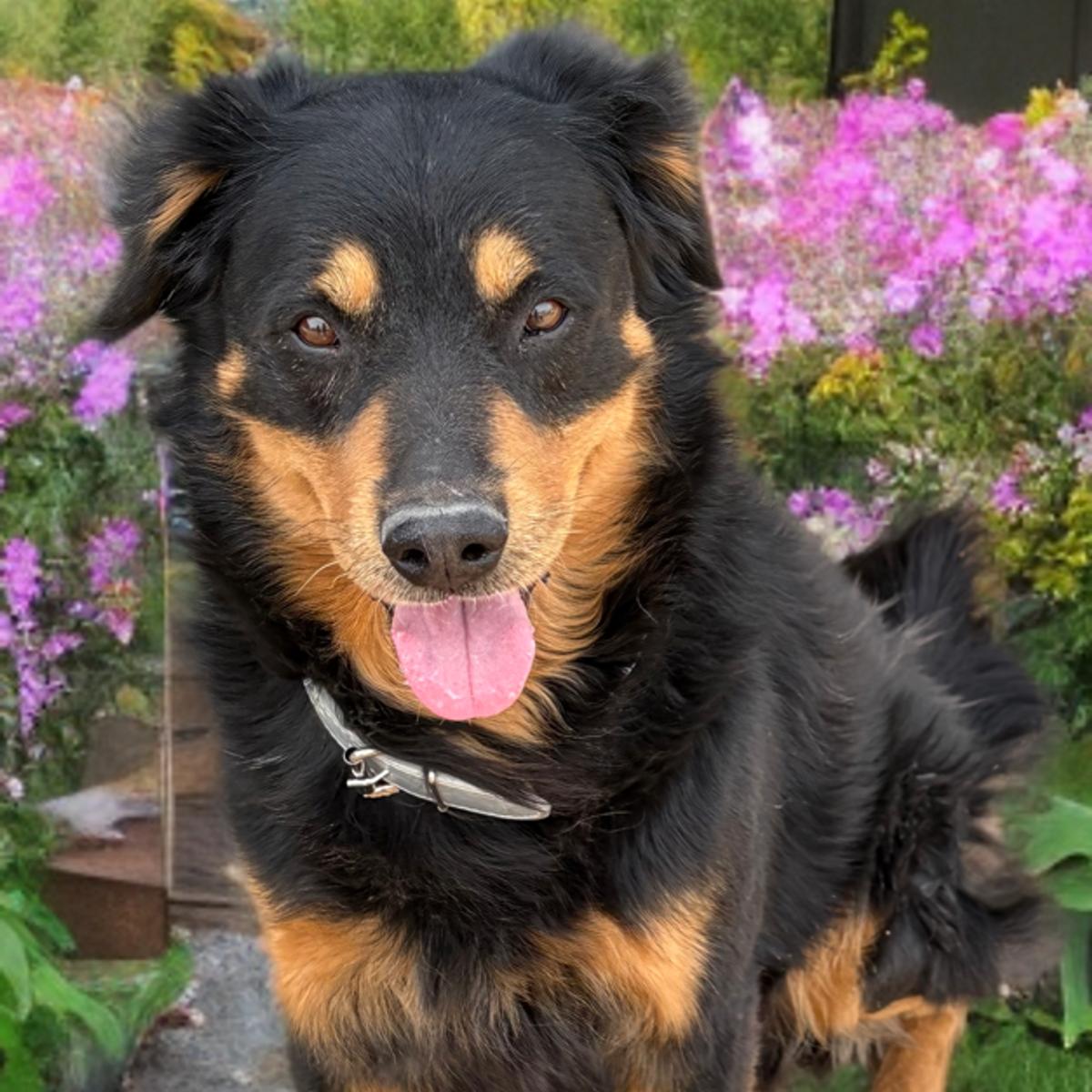 Enlarge Ted, a Adoptable Shepherd in Kingman, AZ image 1/3