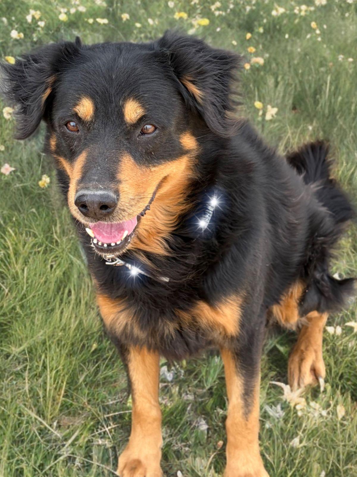 Ted, Adoptable, Adult Male Shepherd.