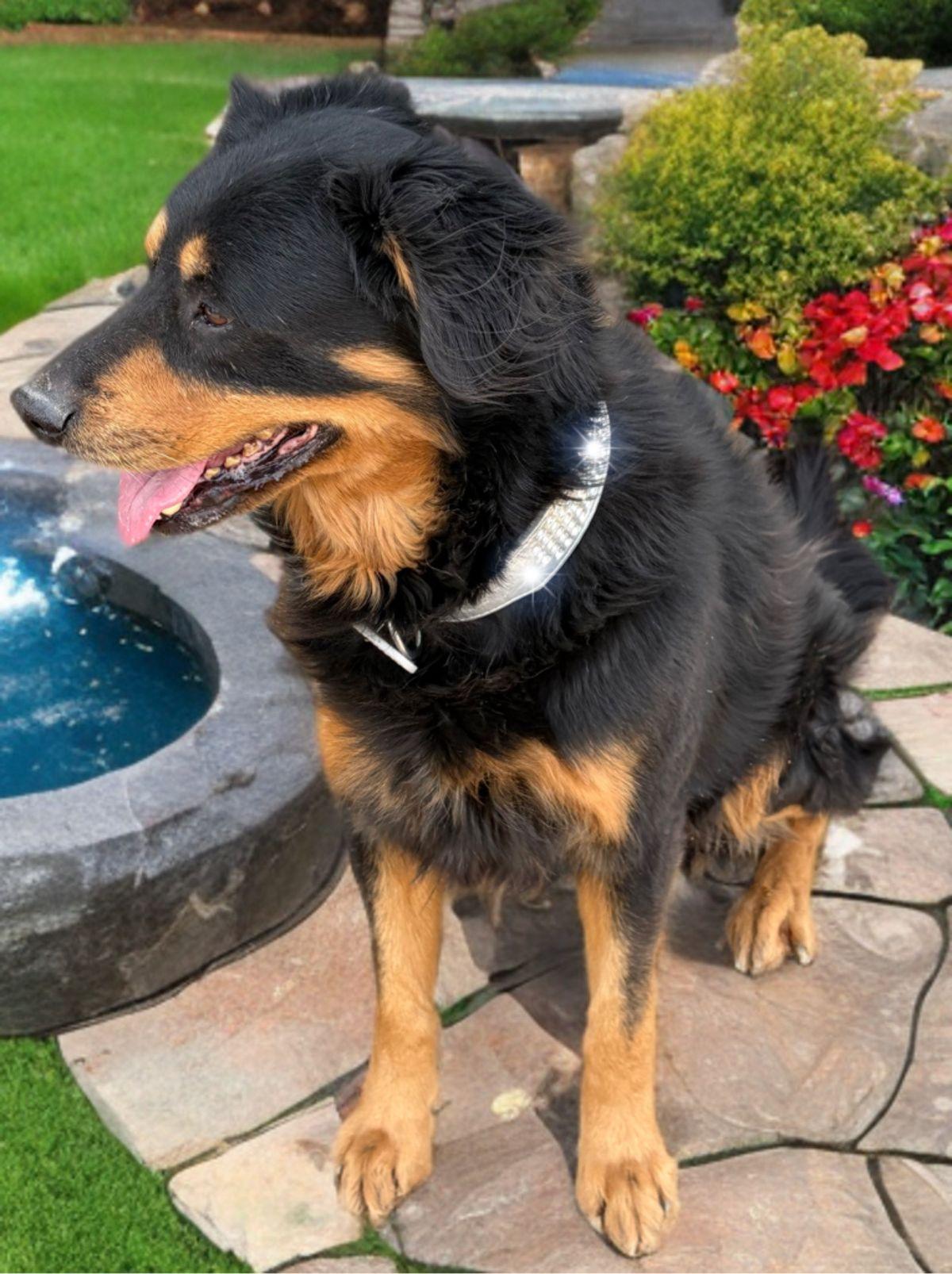 Enlarge Ted, a Adoptable Shepherd in Kingman, AZ image 3/3