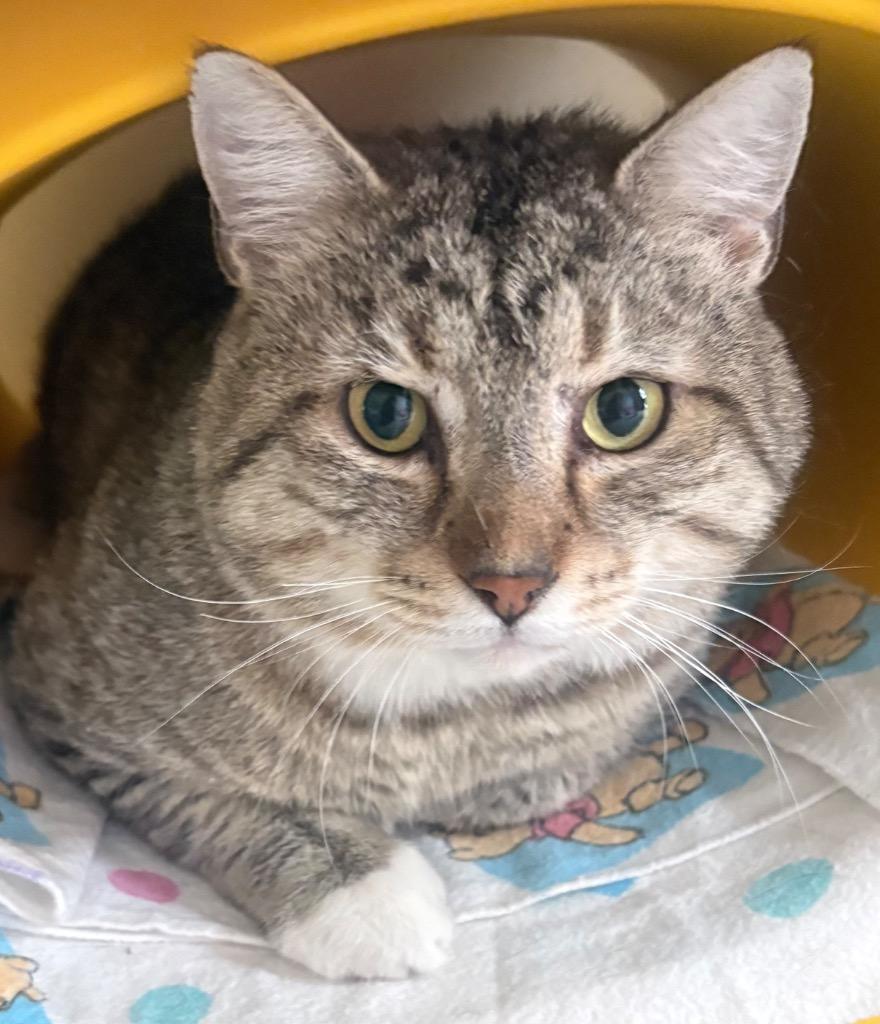 Enlarge Meatball / AC 27646, a Adoptable mixed breed in Greeneville, TN image 1/3