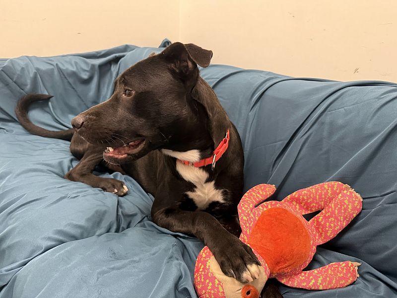 Travis, Adoptable, Young Male Pit Bull Terrier.