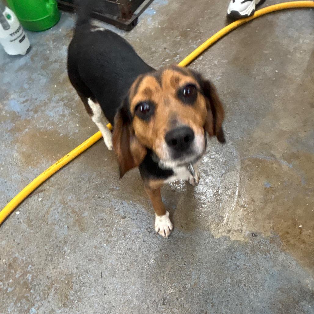 Queenie, a Adoptable Beagle in Greenville, PA image 1/6