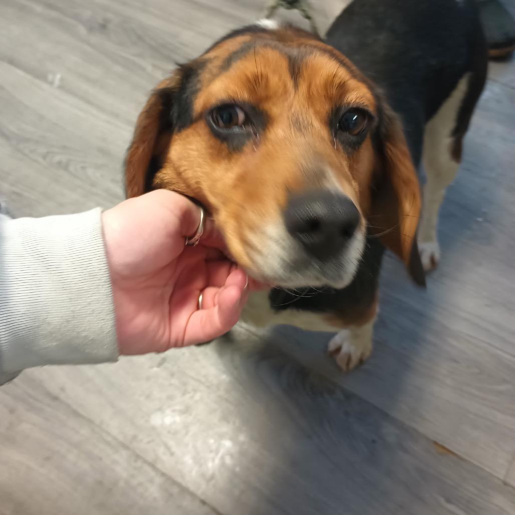 Queenie, a Adoptable Beagle in Greenville, PA image 2/6