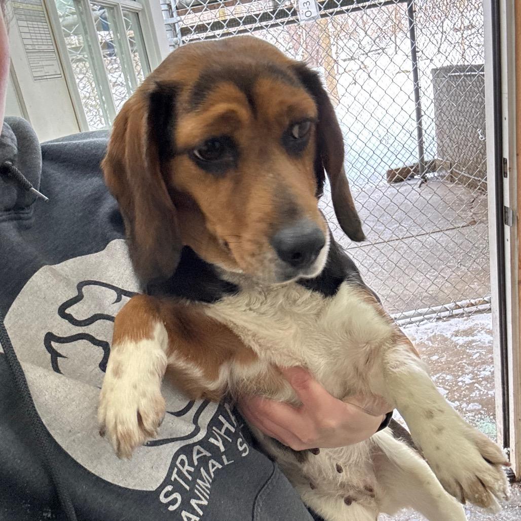 Queenie, a Adoptable Beagle in Greenville, PA image 4/6