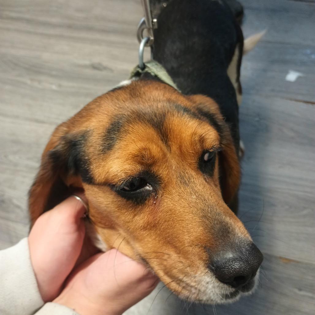 Queenie, a Adoptable Beagle in Greenville, PA image 5/6