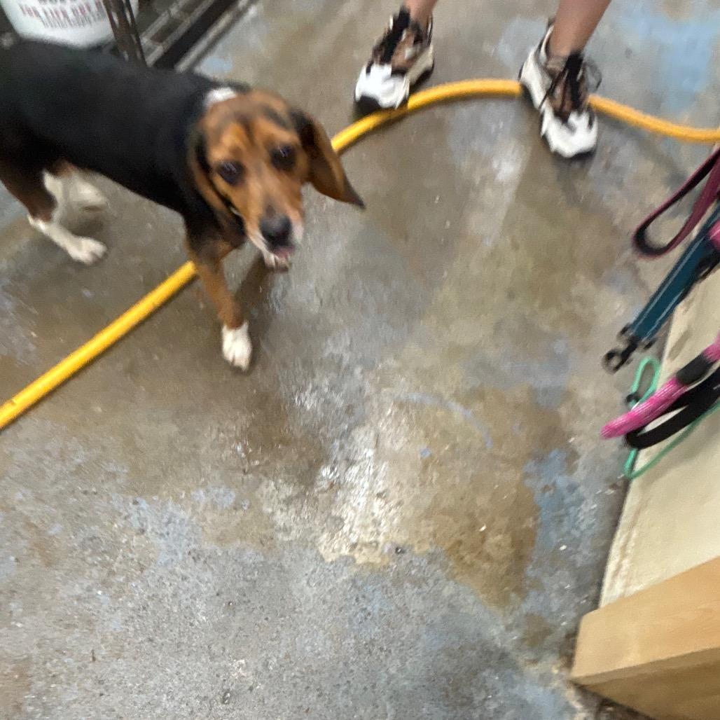 Queenie, a Adoptable Beagle in Greenville, PA image 6/6