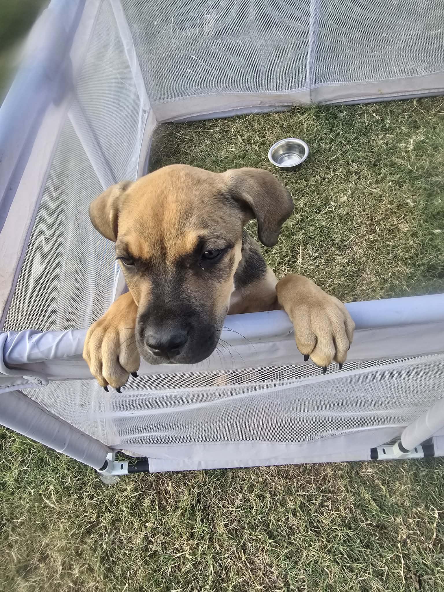 Enlarge Clyde, a Adoptable mixed breed in Wichita Falls, TX image 2/2